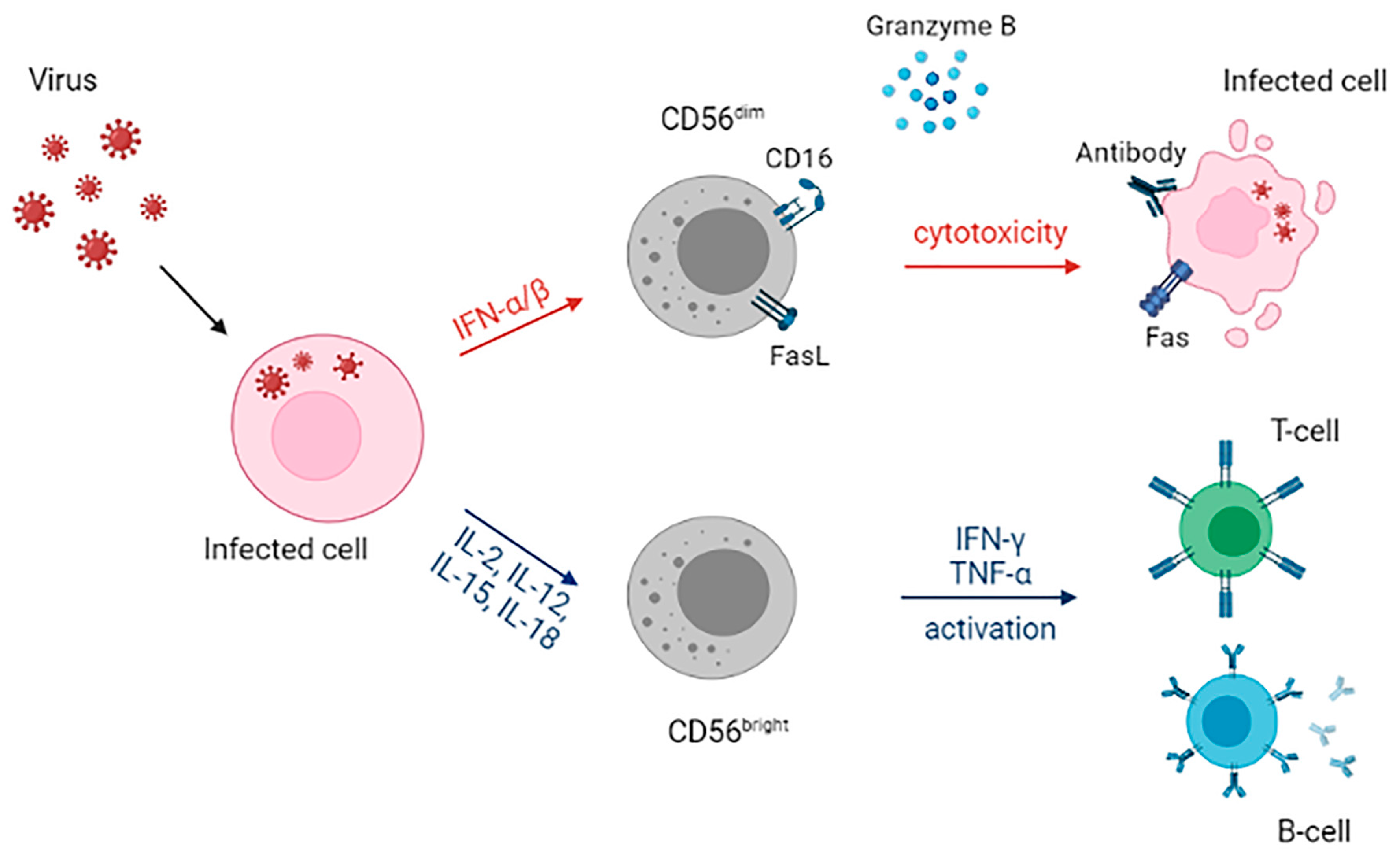 Immuno 01 00021 g001