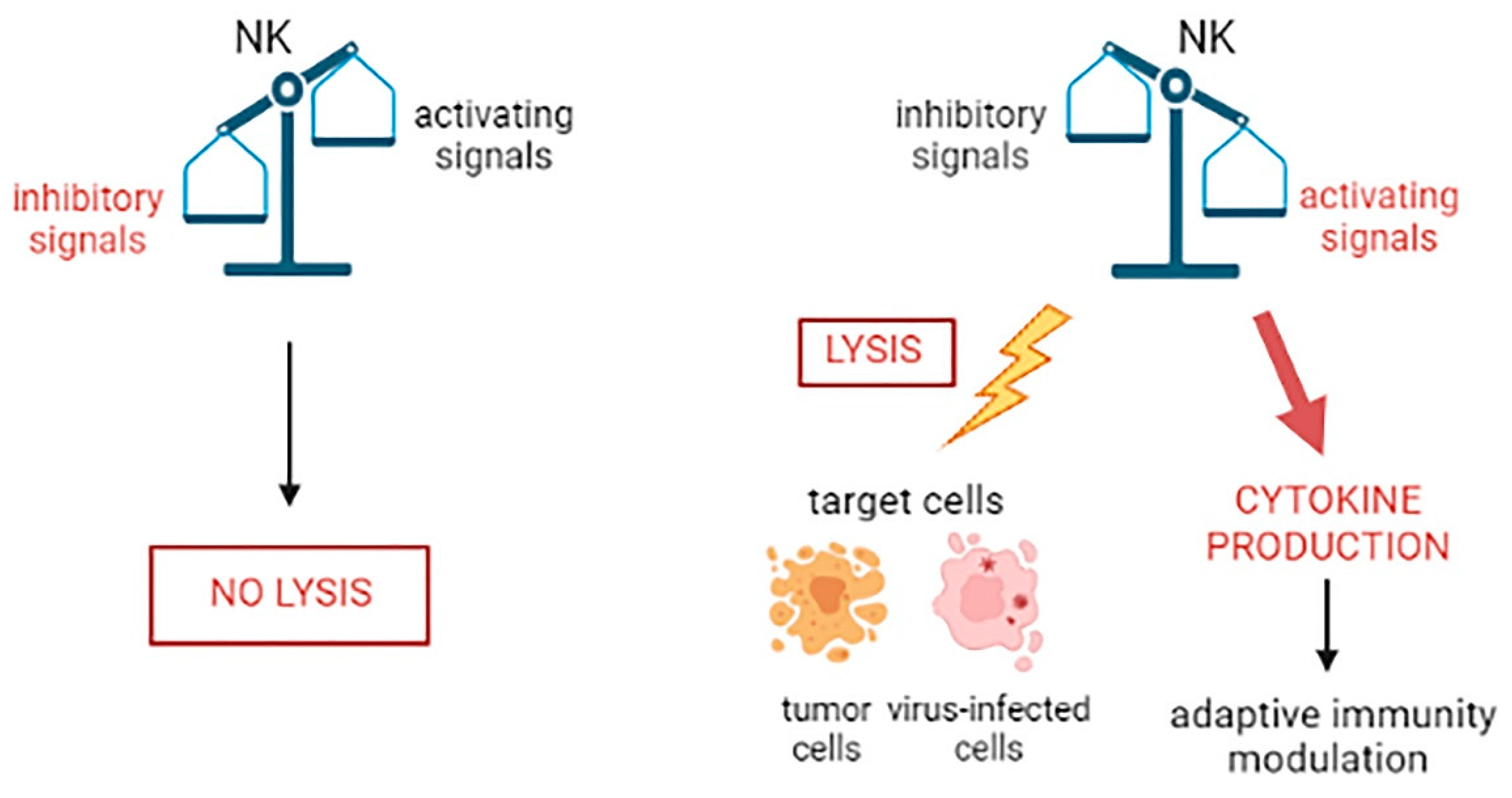 Immuno 01 00021 g002