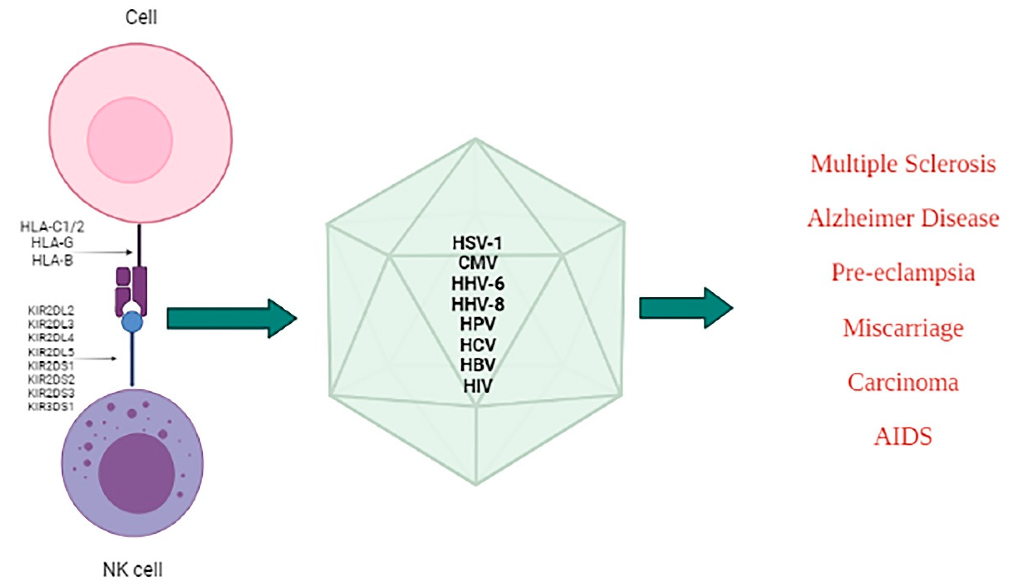 Immuno 01 00021 g006