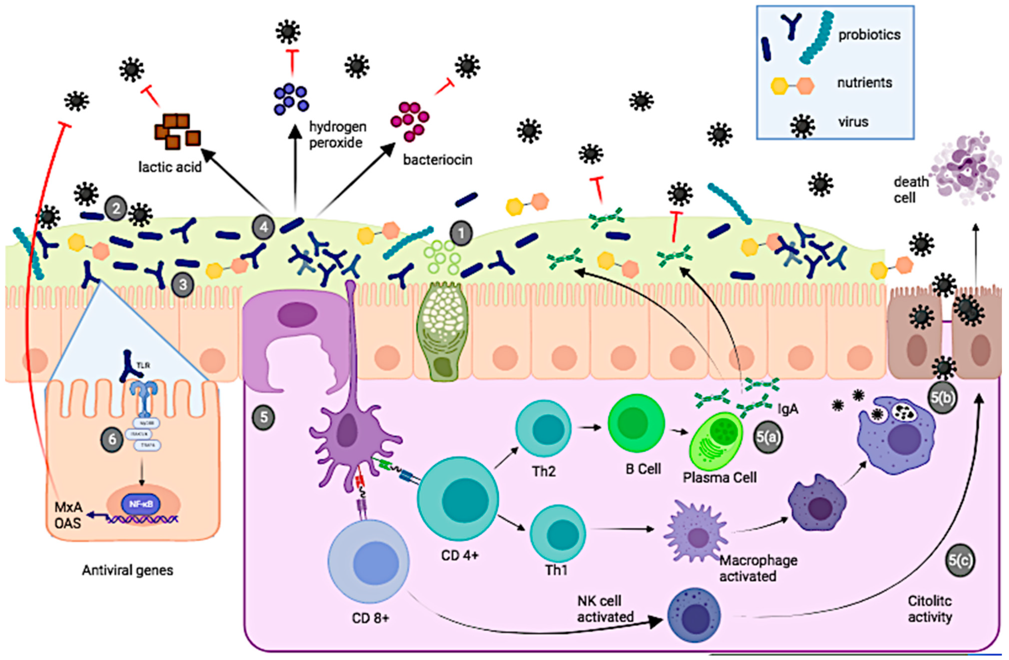 Immuno 01 00034 g001 Immuno 01 00034 g001