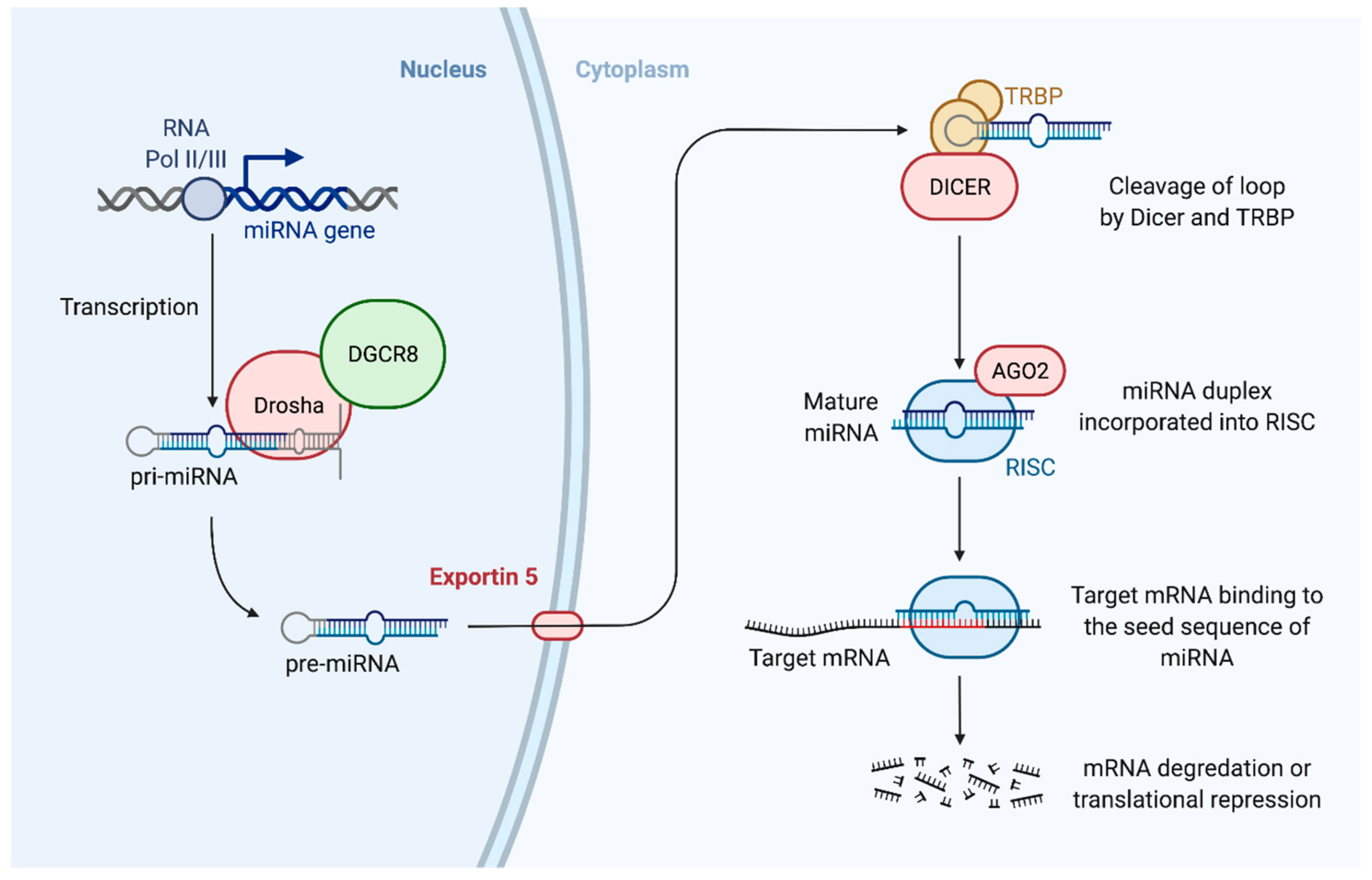 Immuno 01 00039 g001