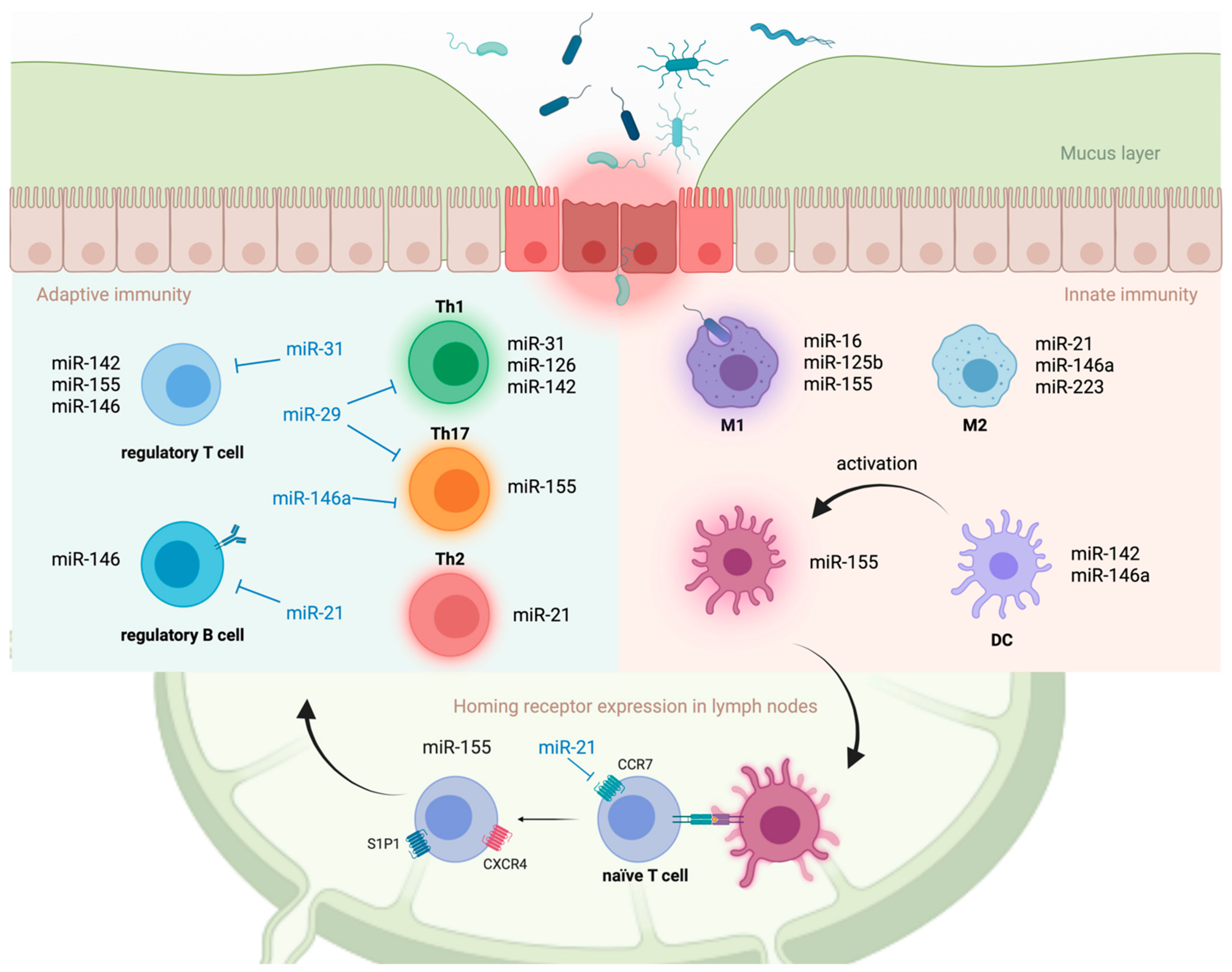 Immuno 01 00039 g003