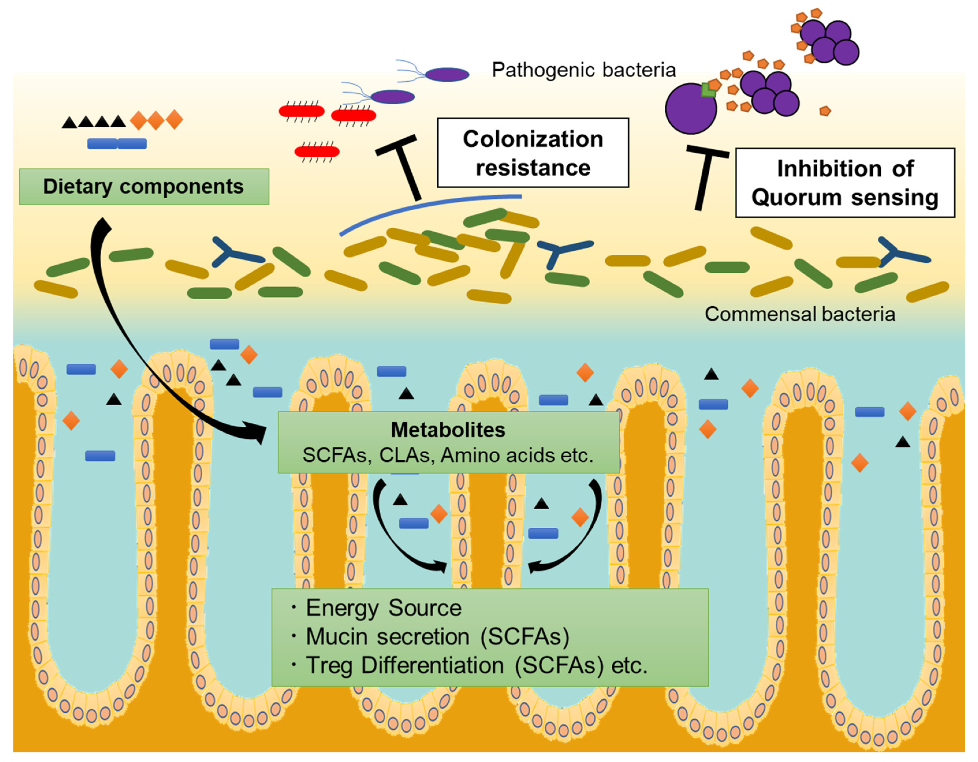 Immuno 01 00041 g001