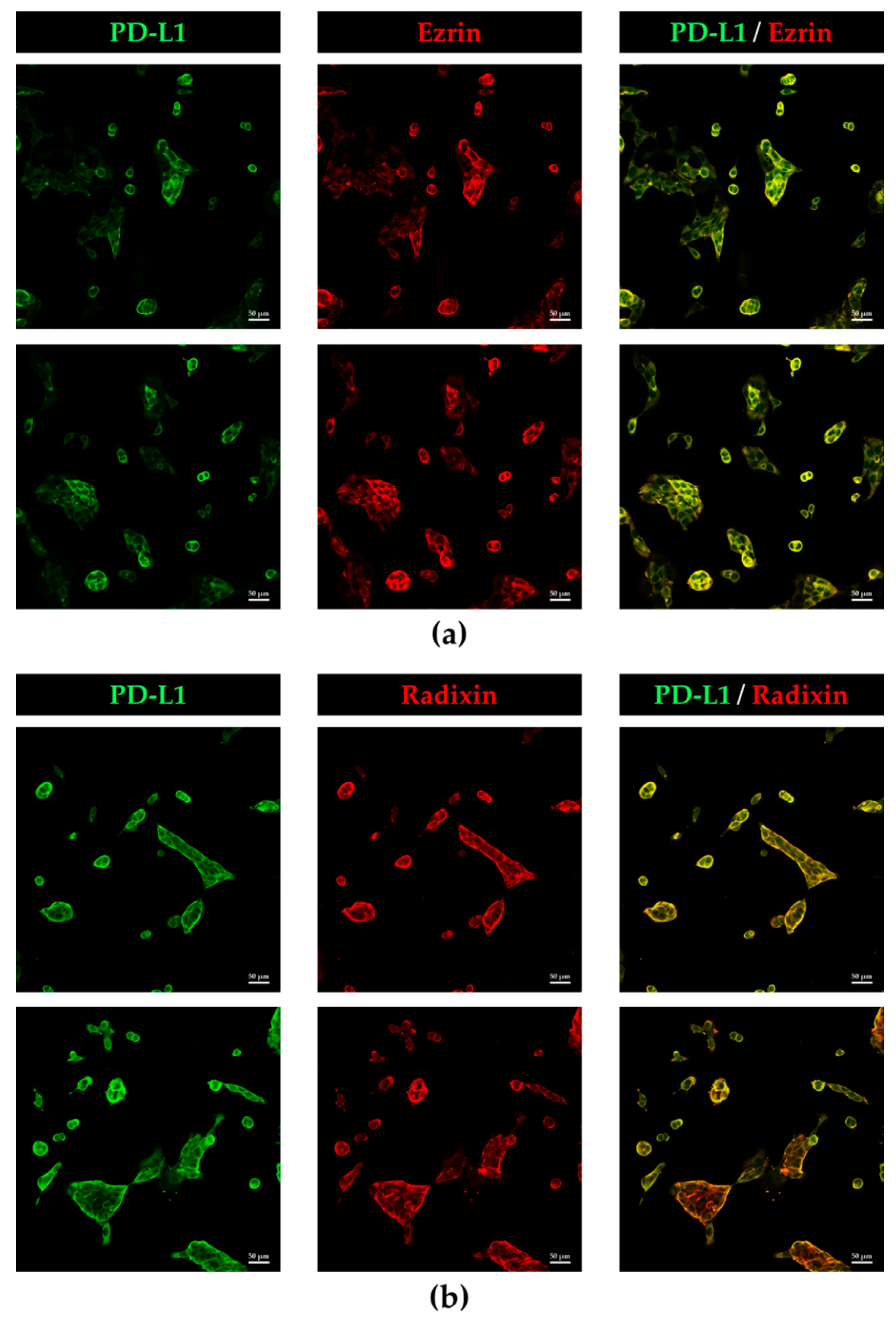 Immuno 02 00006 g003