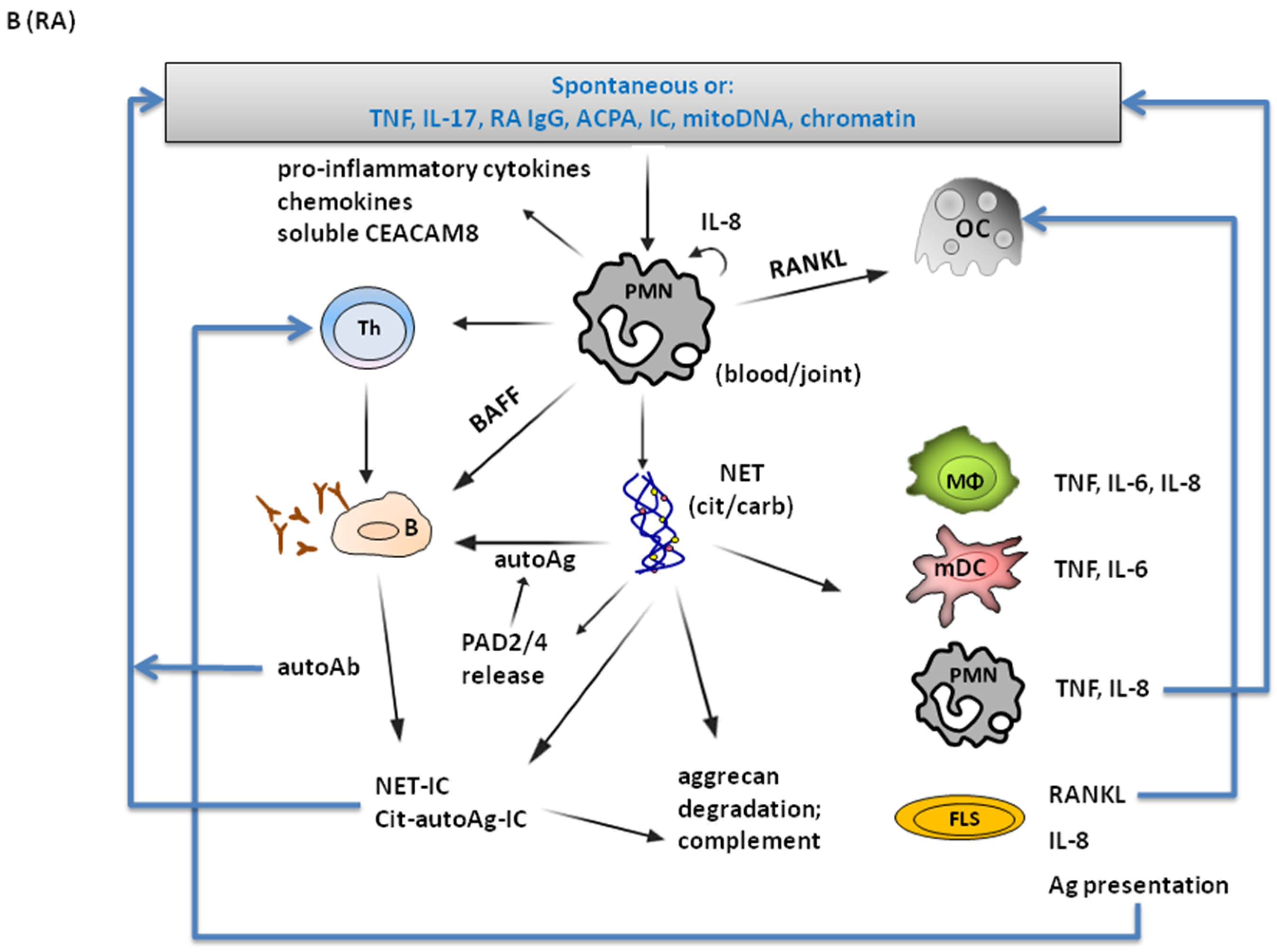Immuno 02 00007 g001b