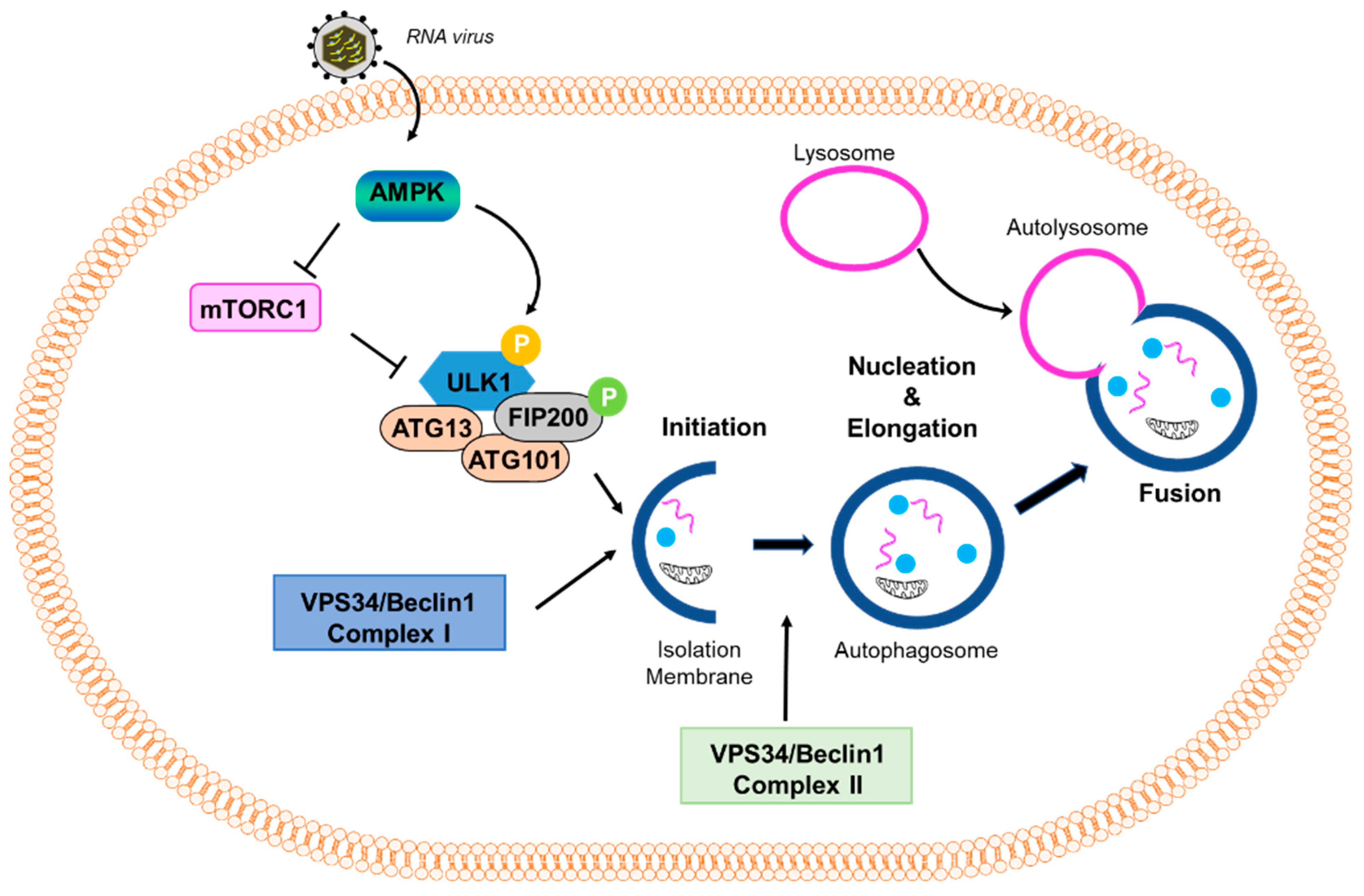 Immuno 02 00012 g001