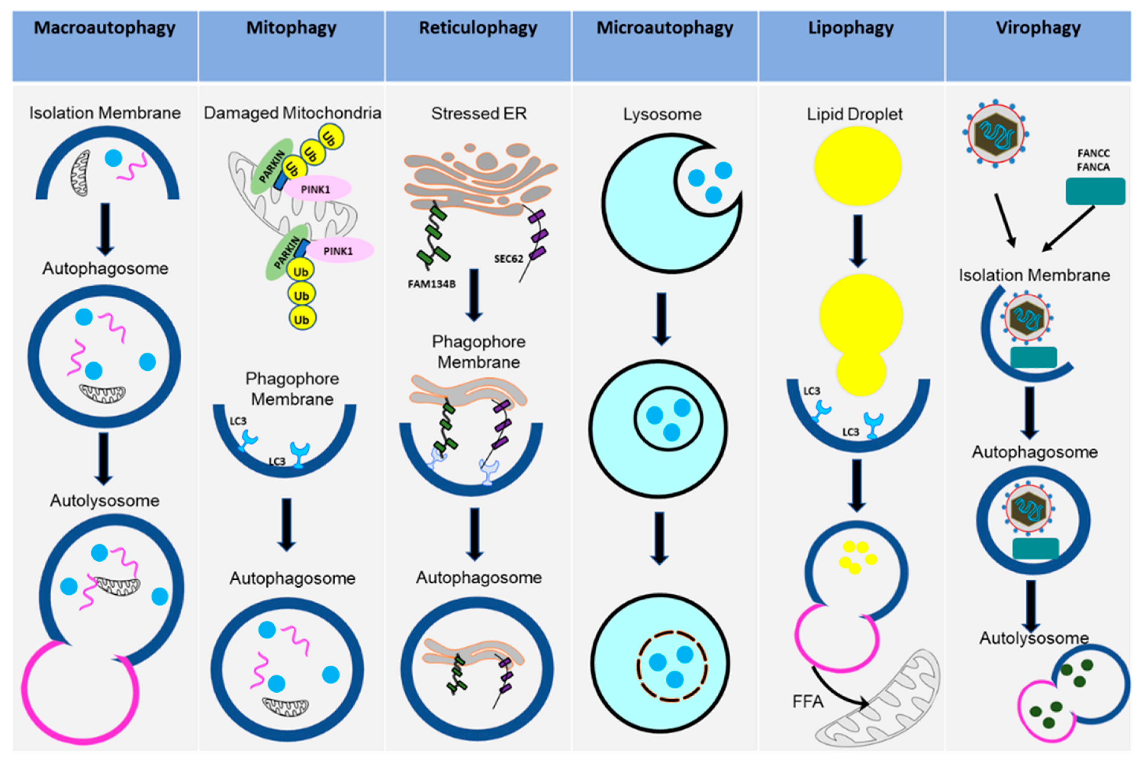 Immuno 02 00012 g002