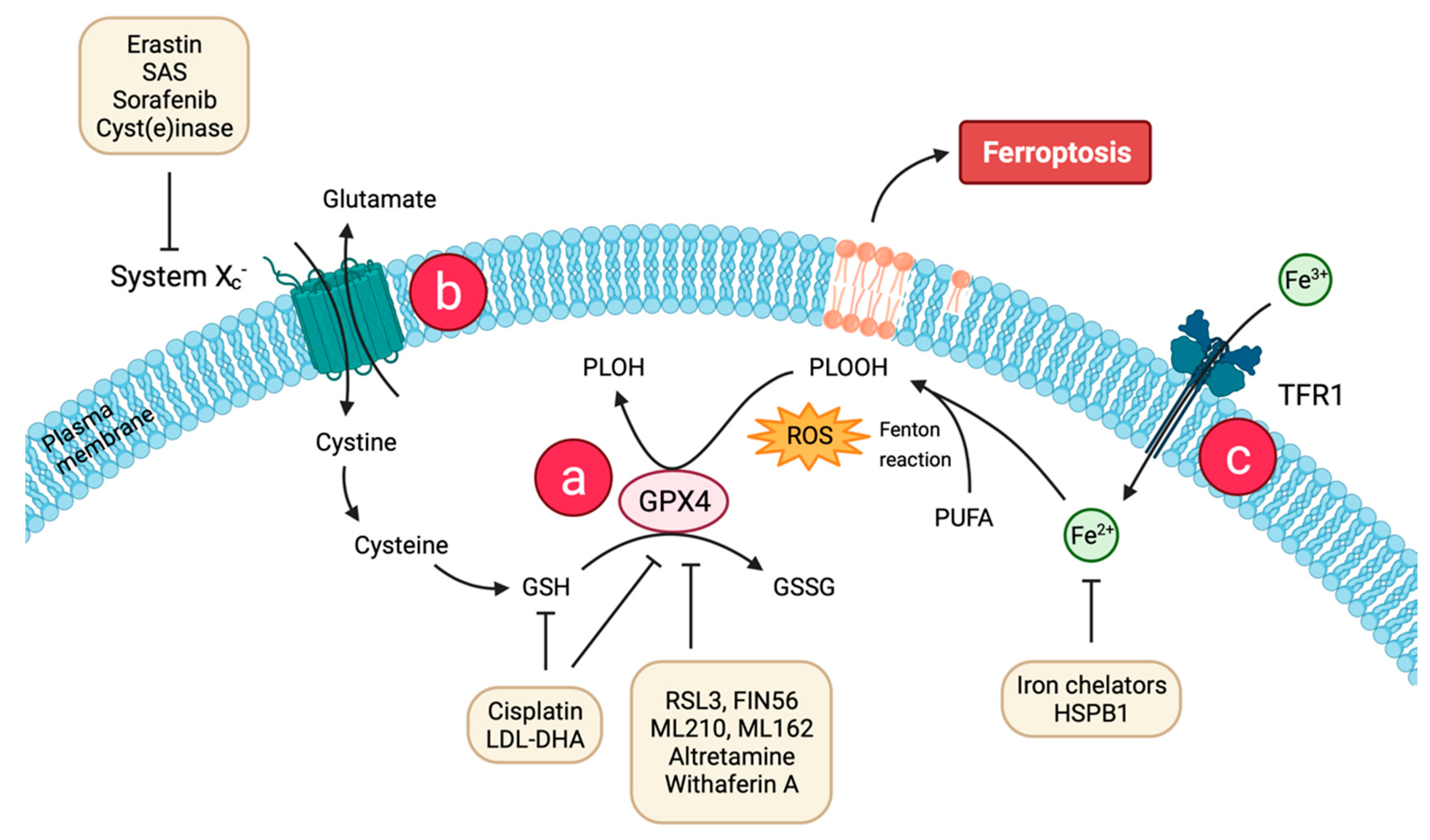 Immuno 02 00014 g001