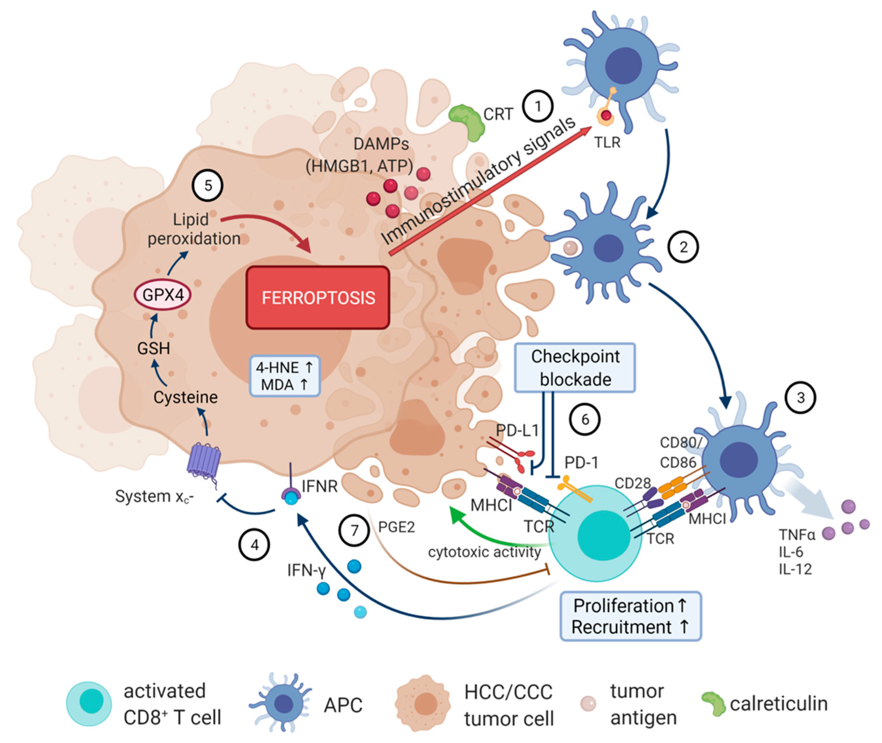 Immuno 02 00014 g002