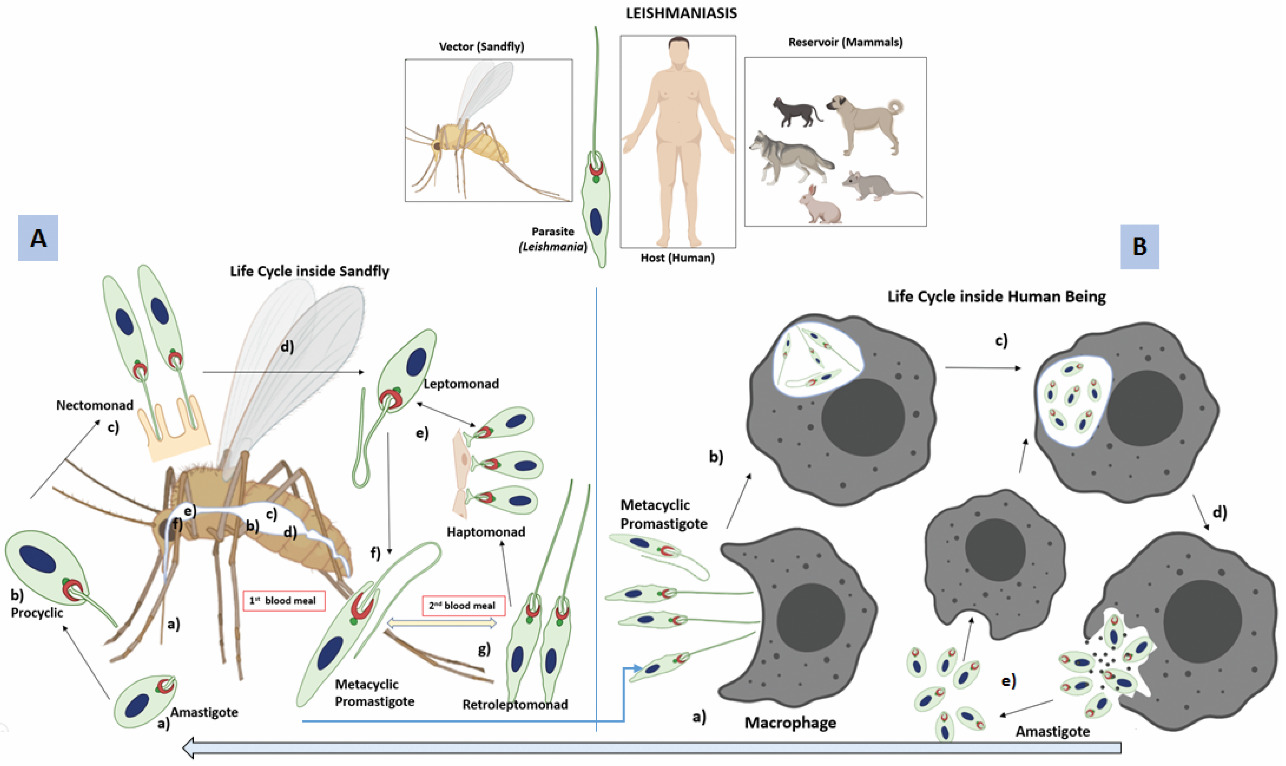 Immuno 02 00015 g001