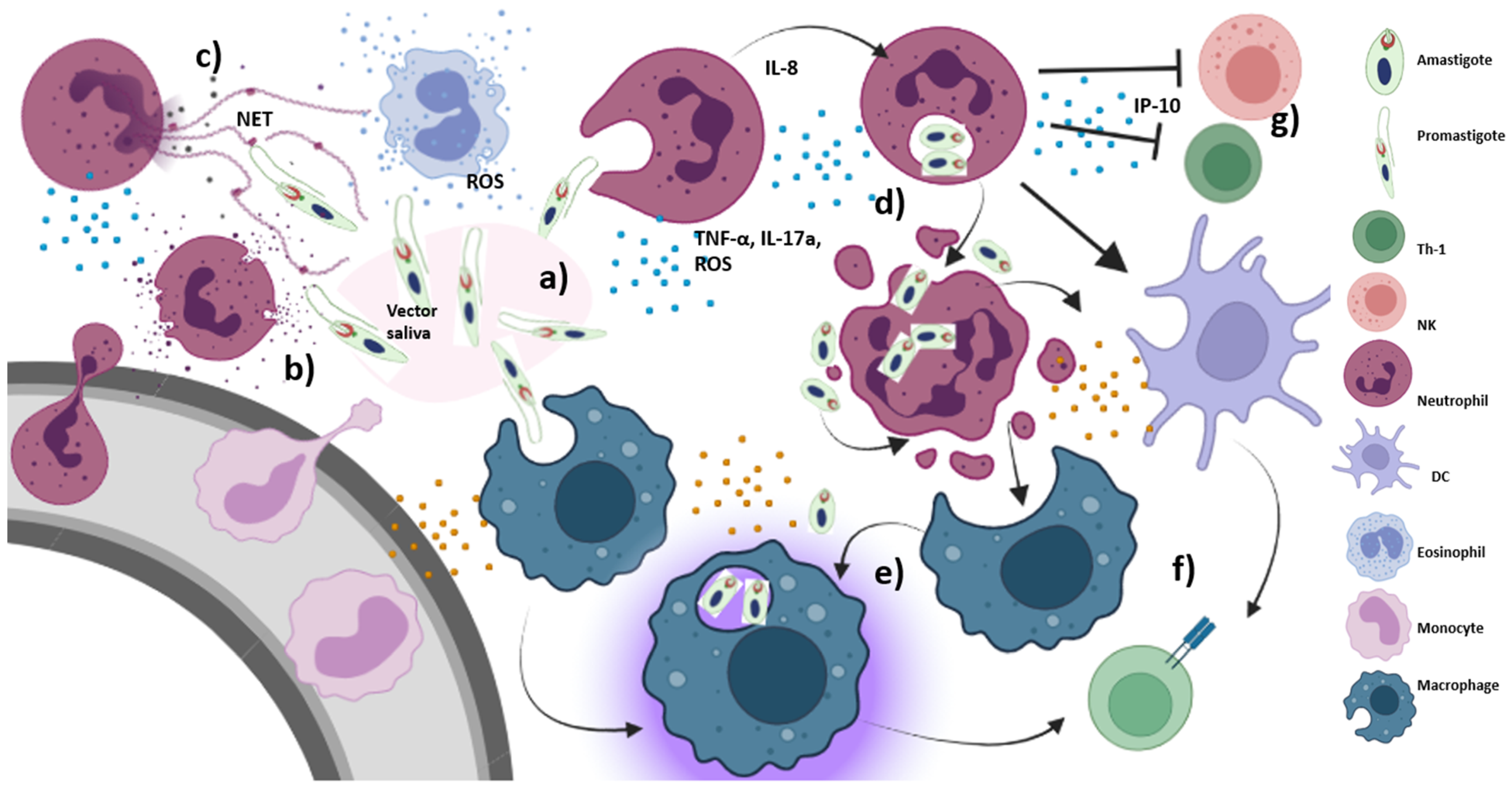 Immuno 02 00015 g002