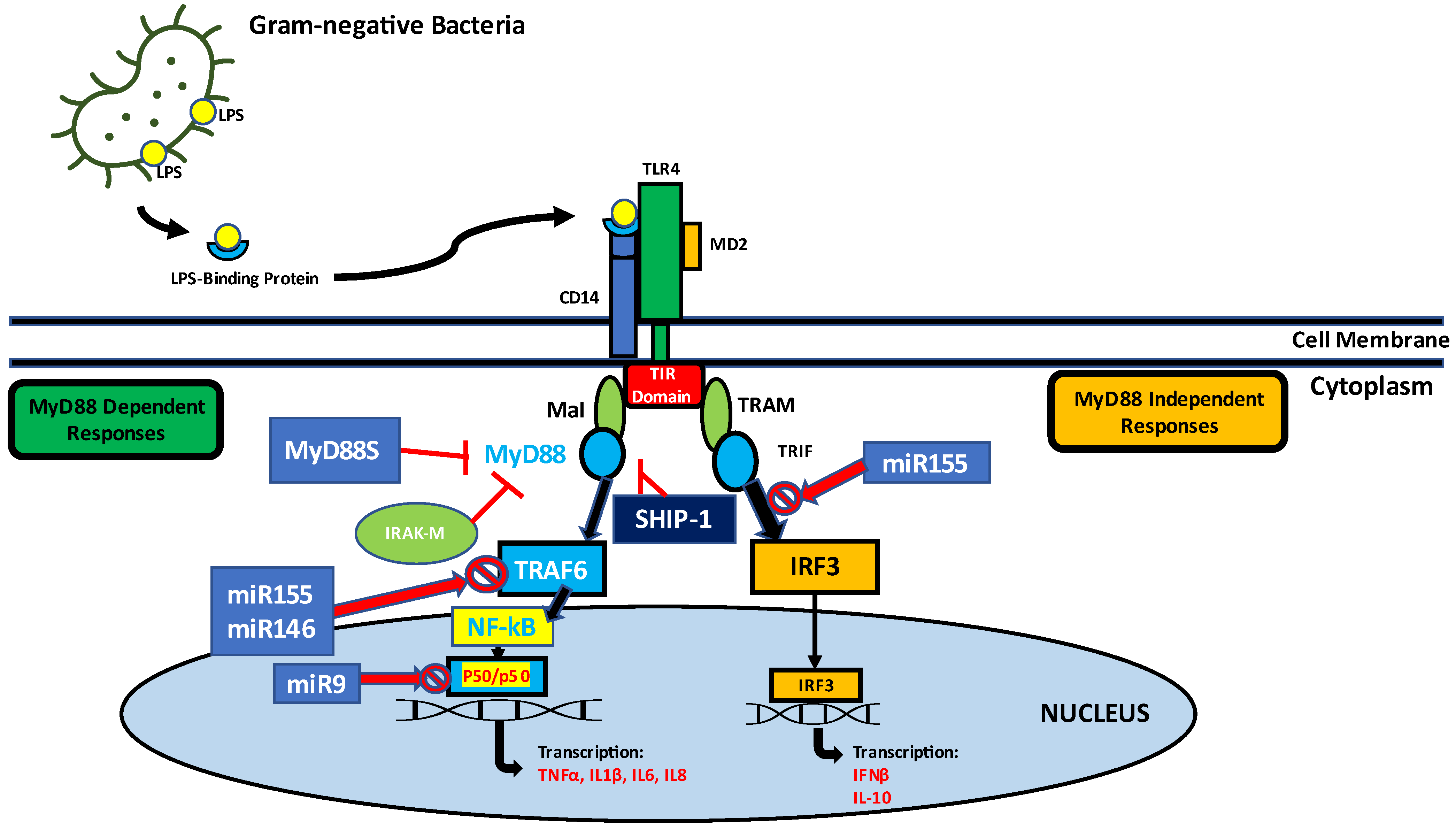 Immuno 02 00030 g001