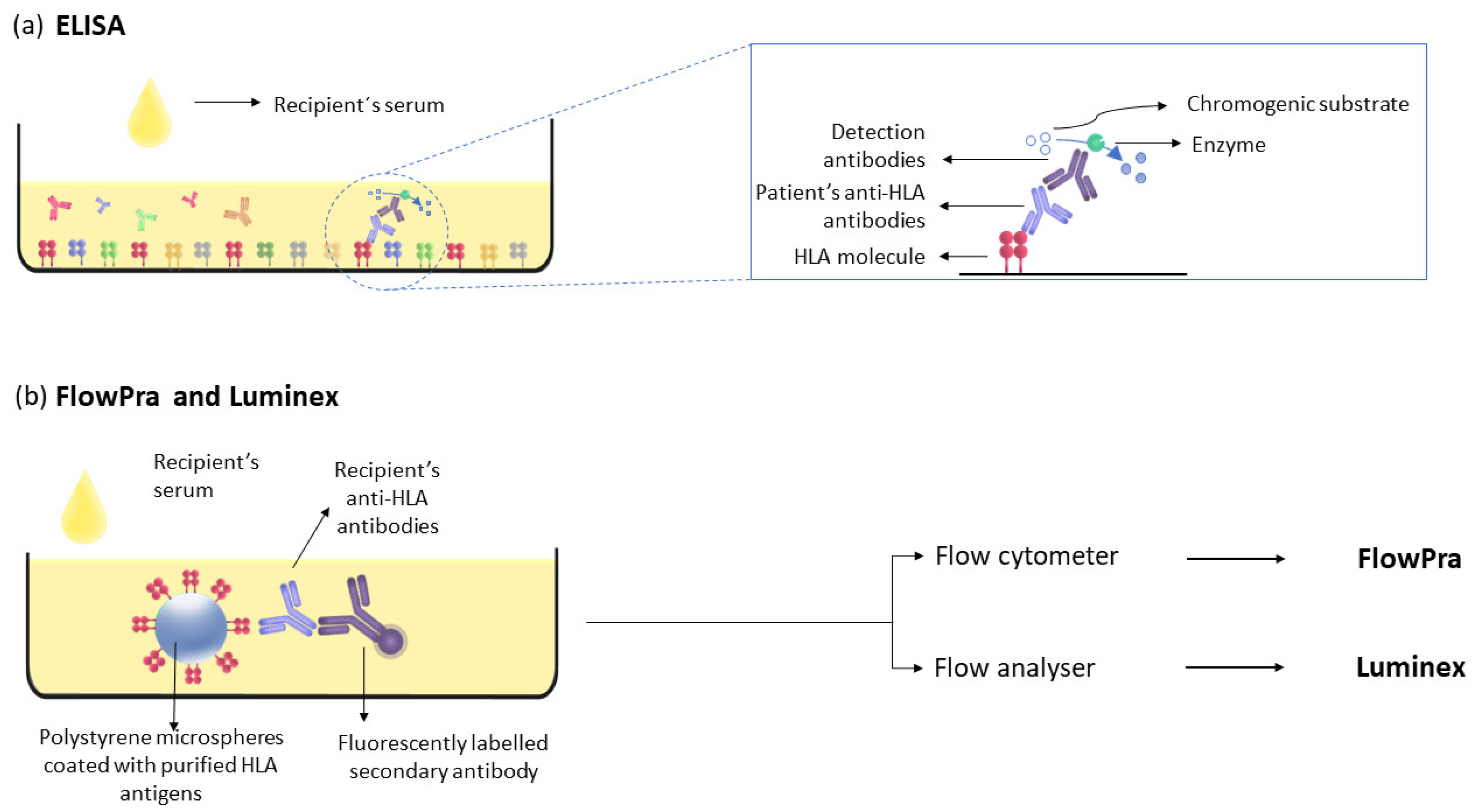 Immuno 02 00035 g003 Immuno 02 00035 g003