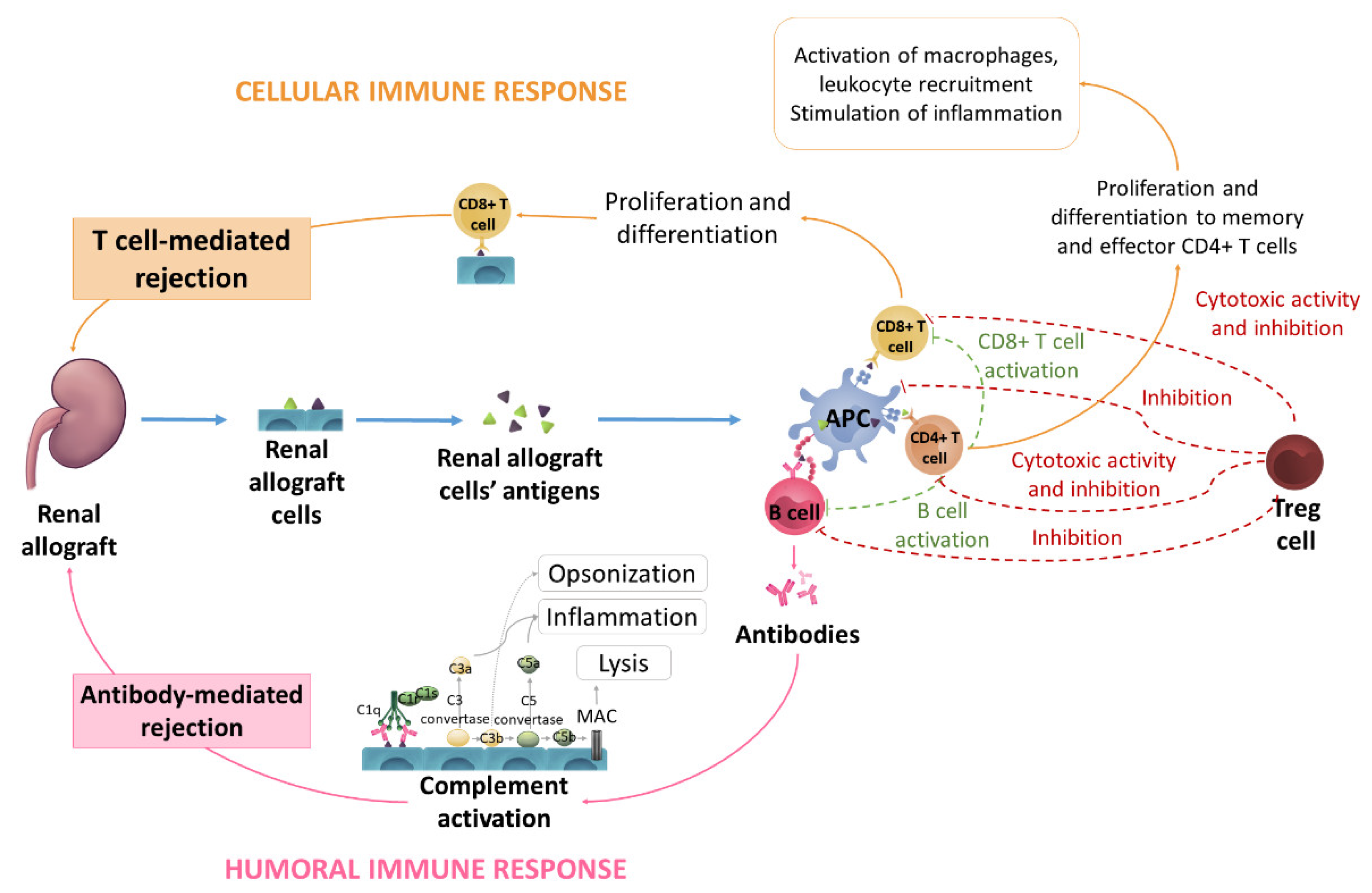 Immuno 02 00035 g005 Immuno 02 00035 g005