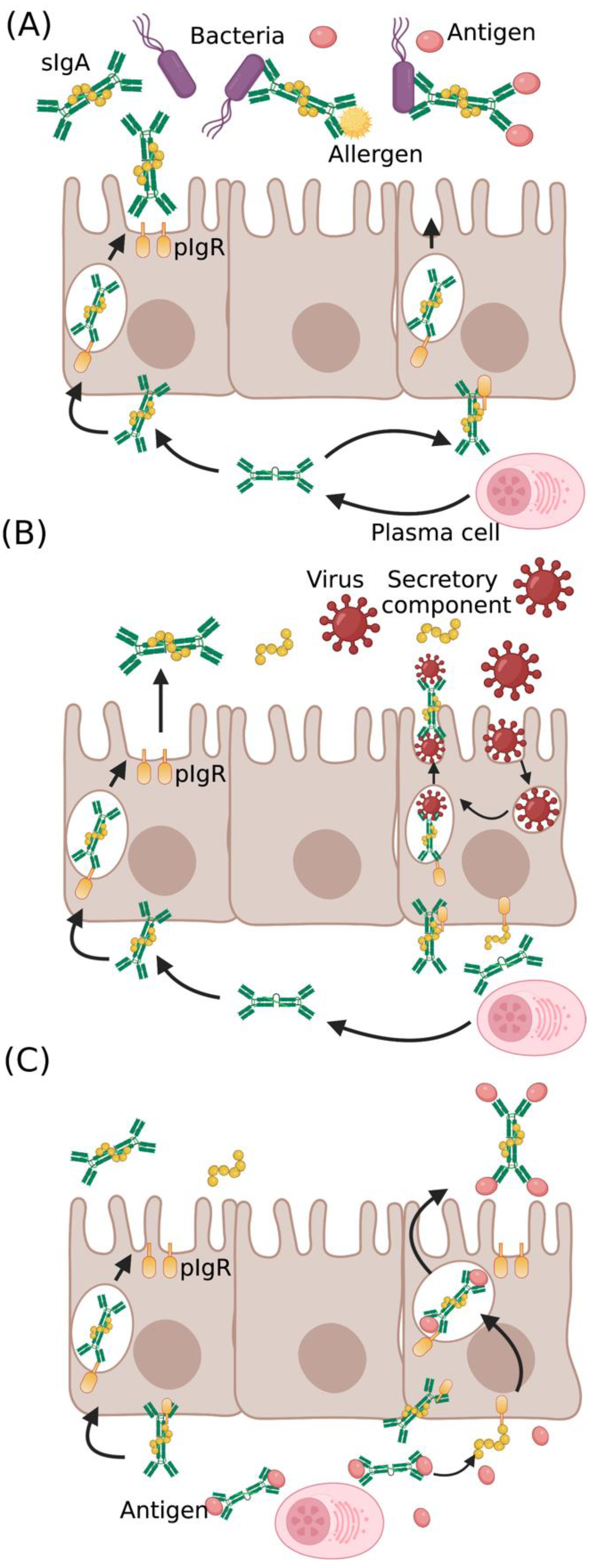 Immuno 02 00036 g001