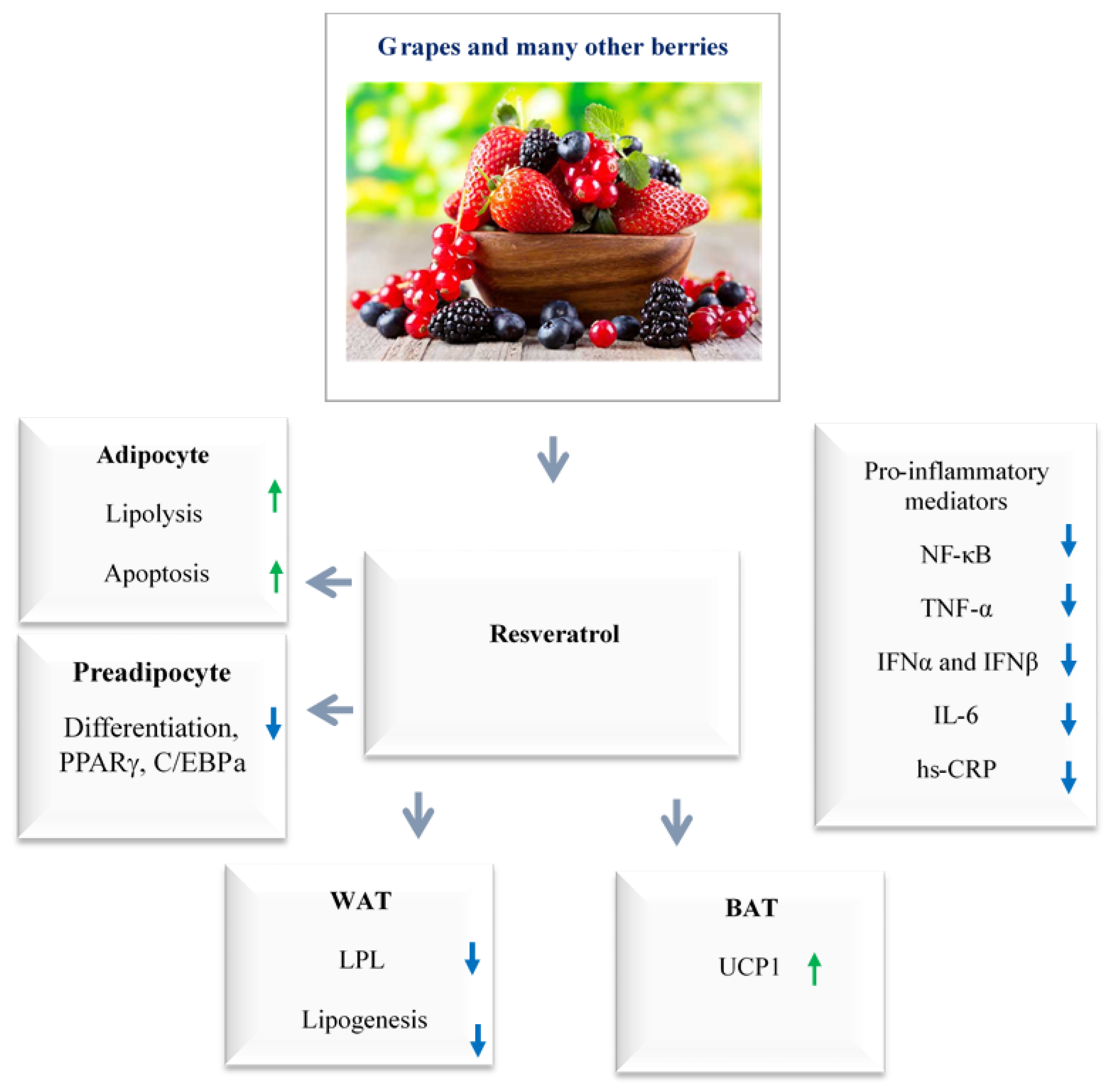 Immuno 02 00038 g004