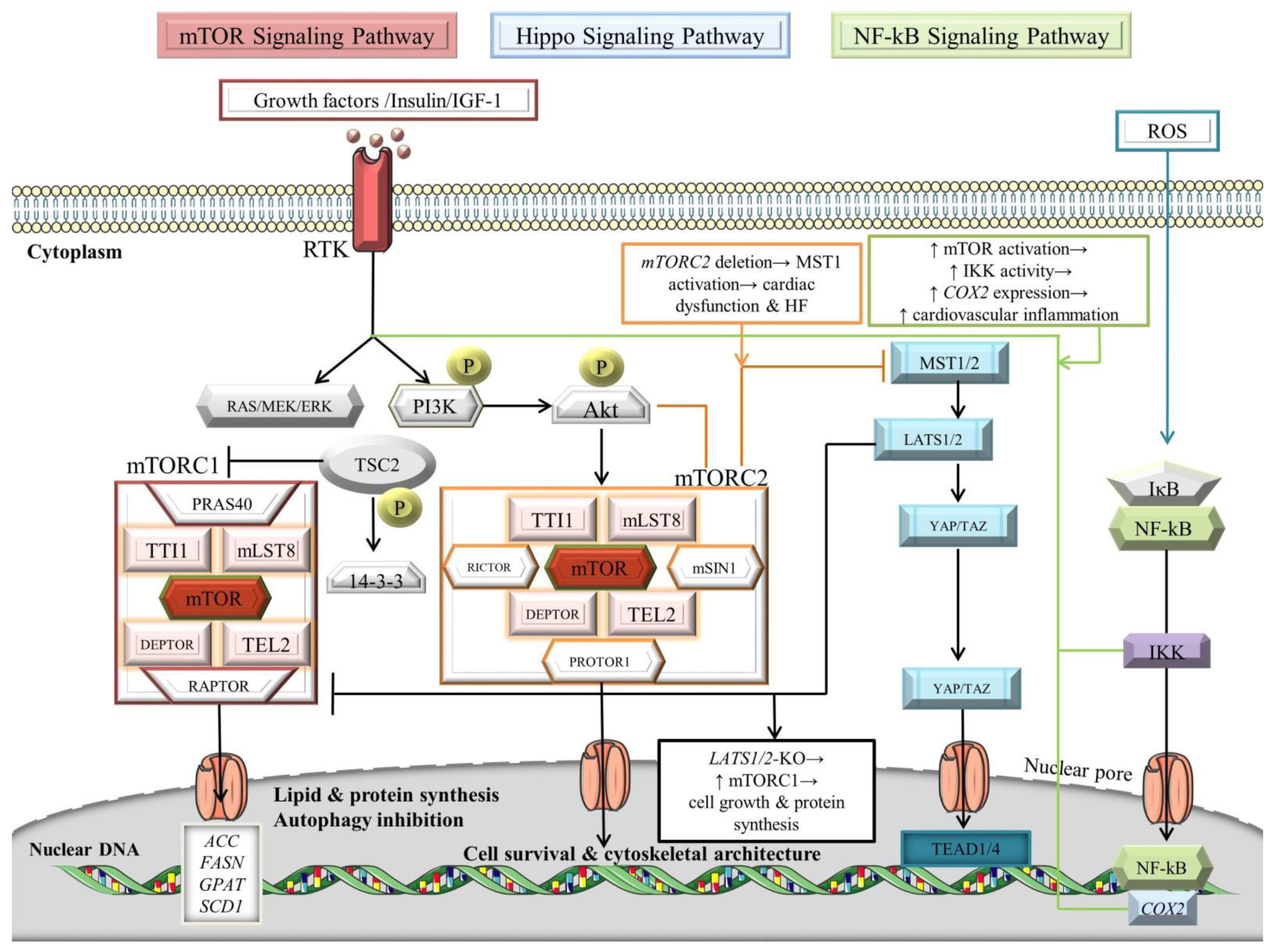 Immuno 02 00039 g003 Immuno 02 00039 g003