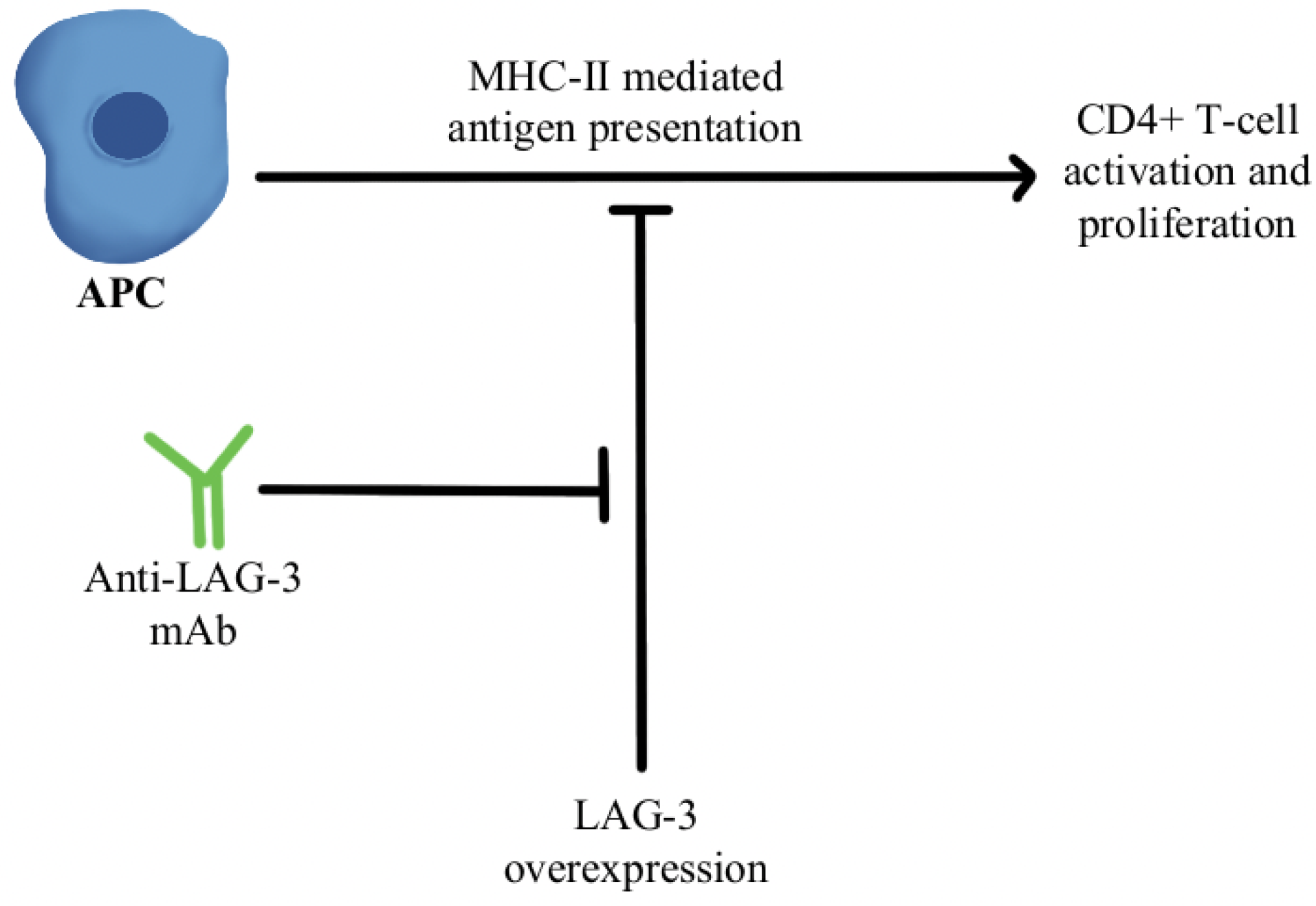 Immuno 02 00041 g003