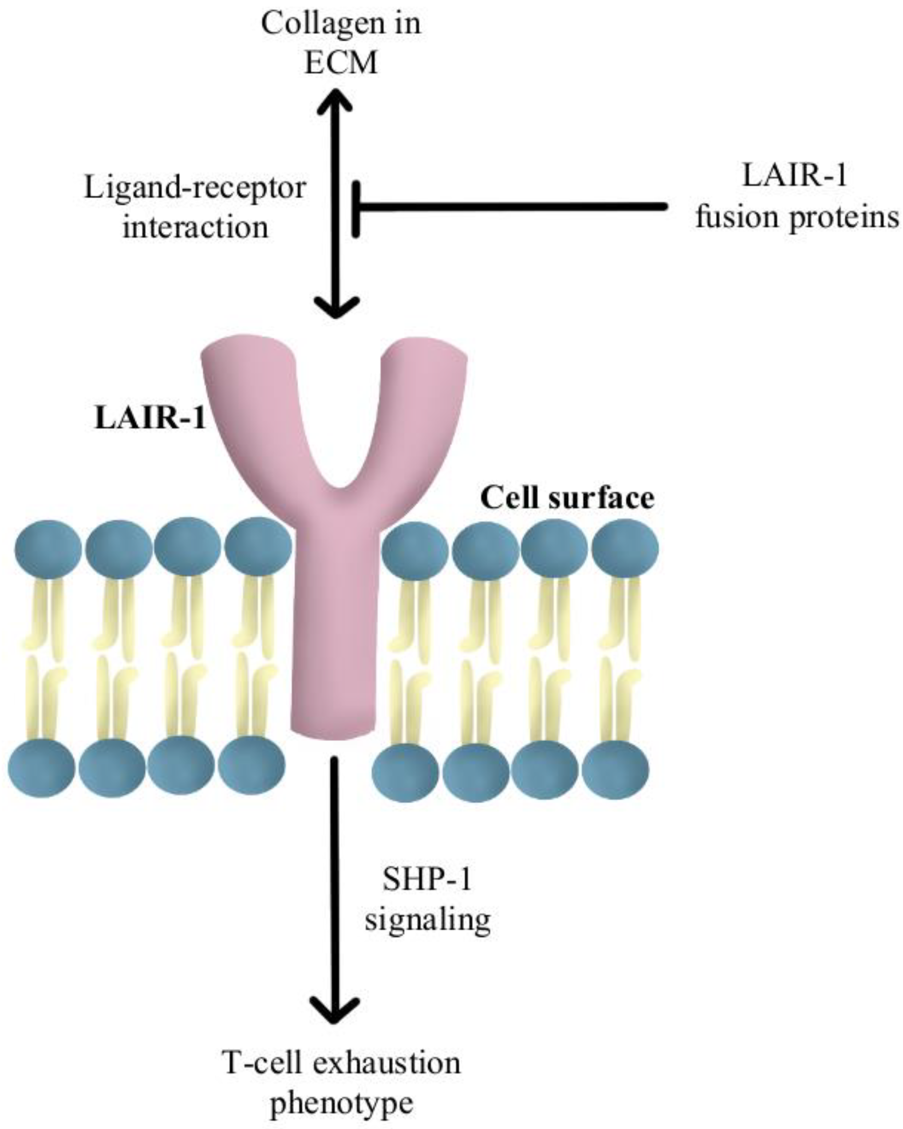 Immuno 02 00041 g005