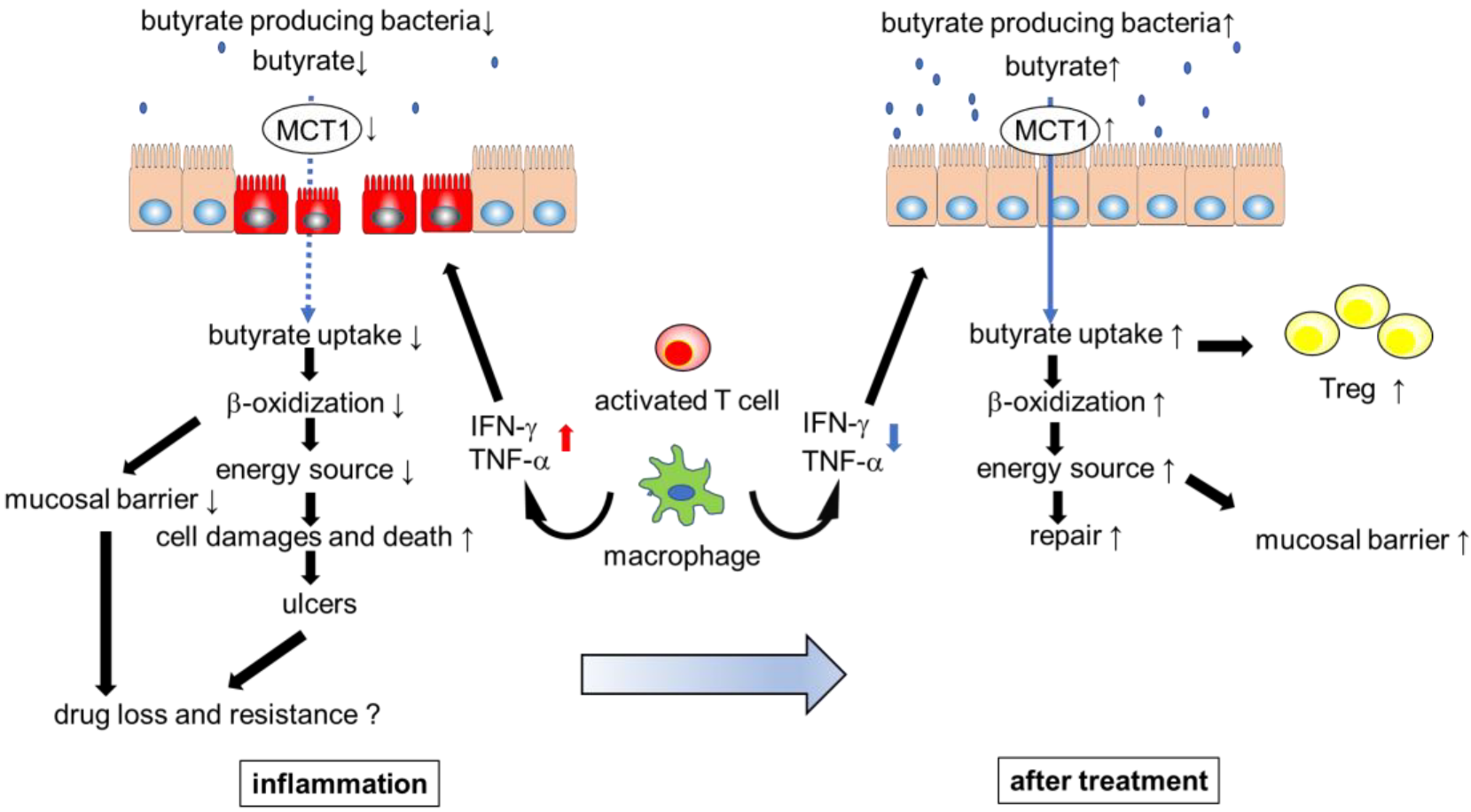 Immuno 02 00042 g002
