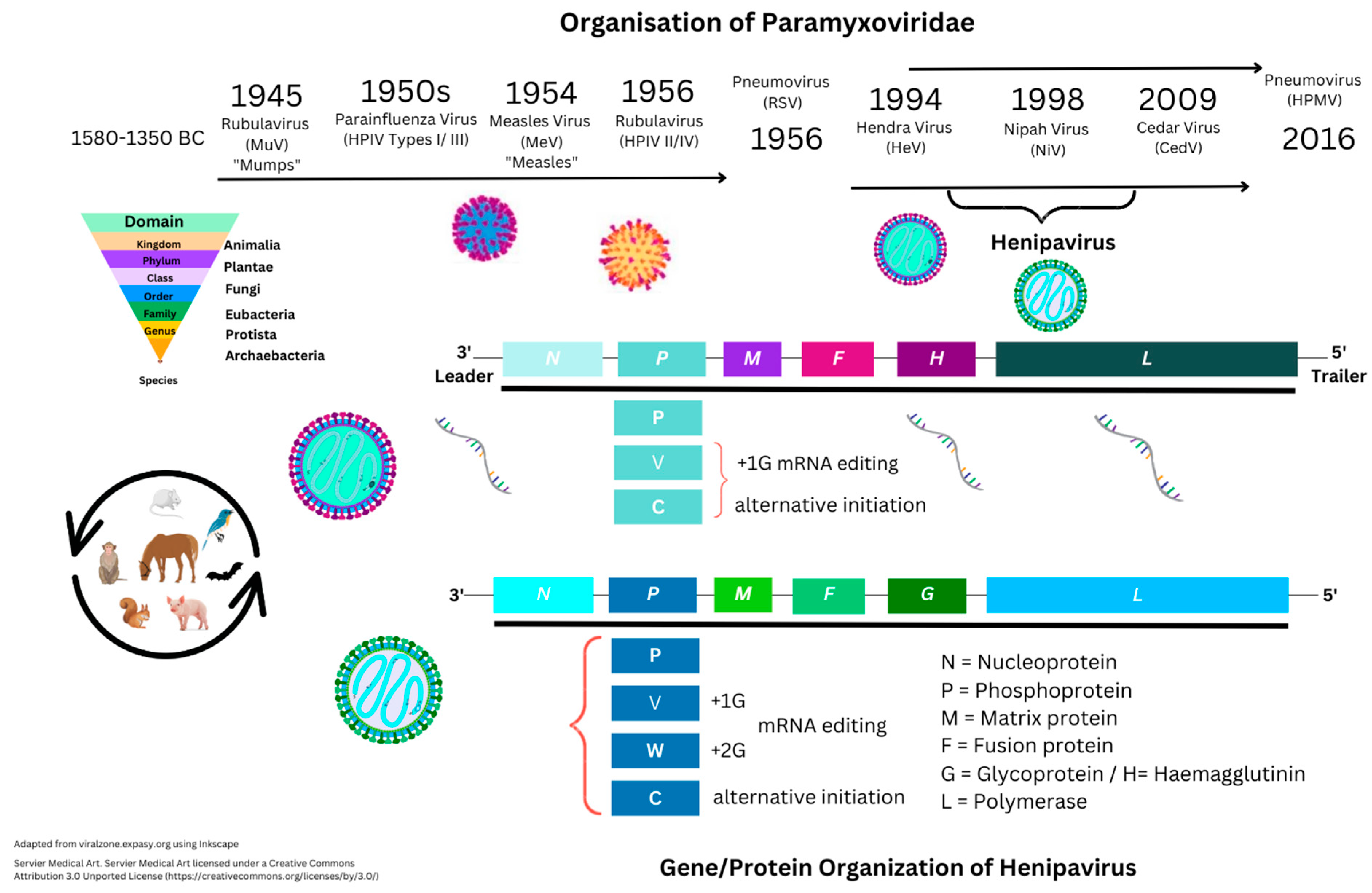 Immuno 03 00011 g001 Immuno 03 00011 g001