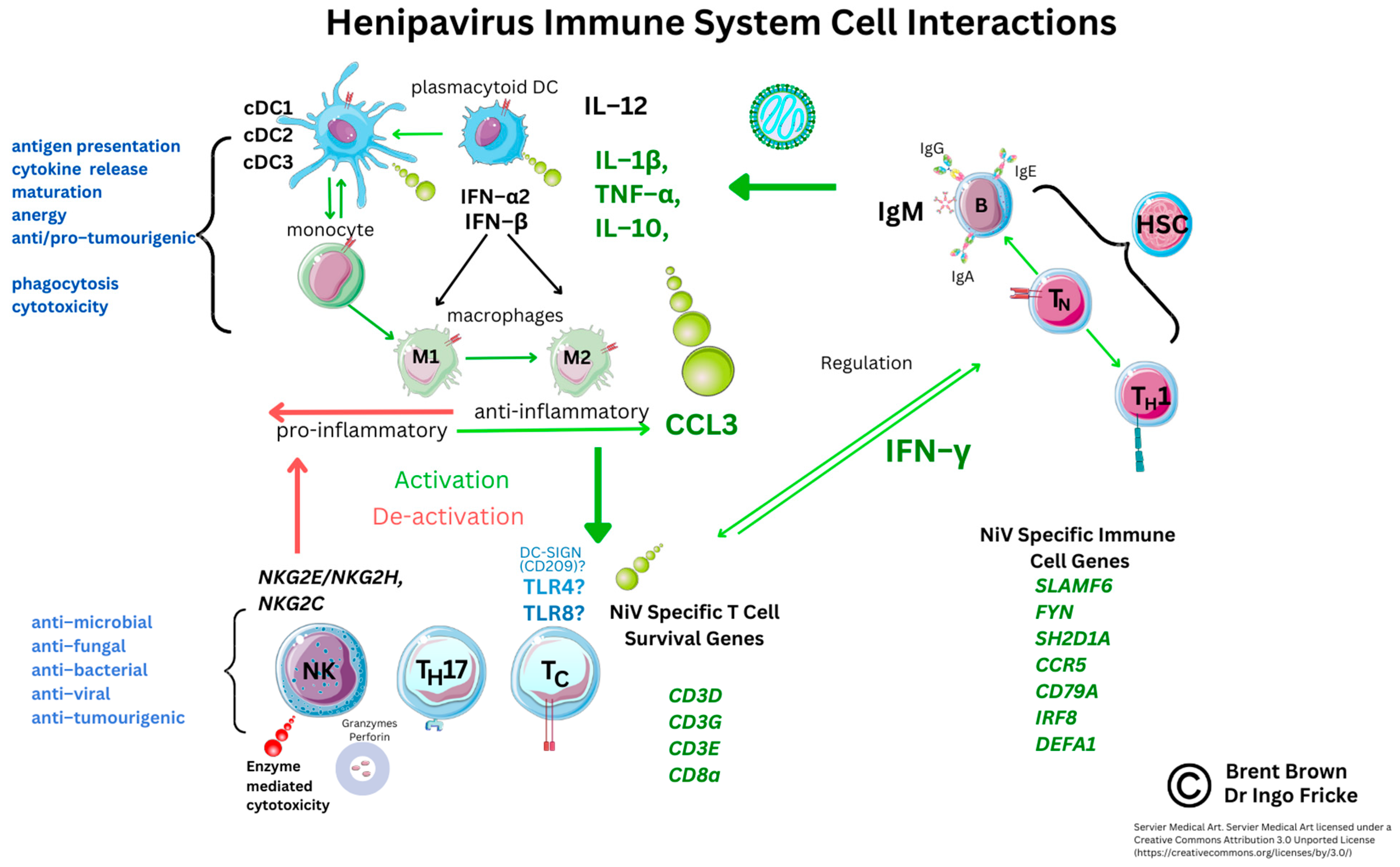 Immuno 03 00011 g003 Immuno 03 00011 g003