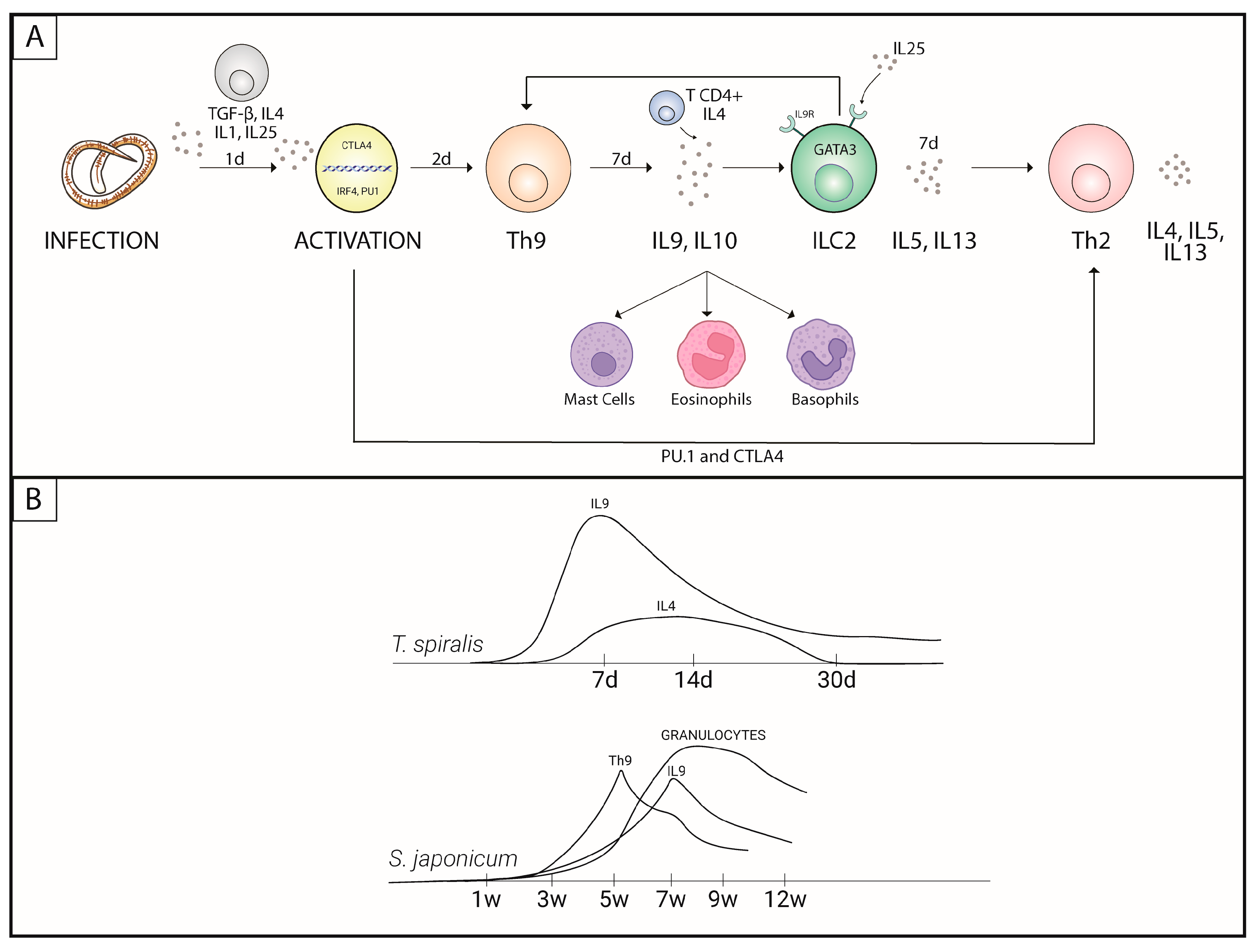 Immuno 03 00015 g001