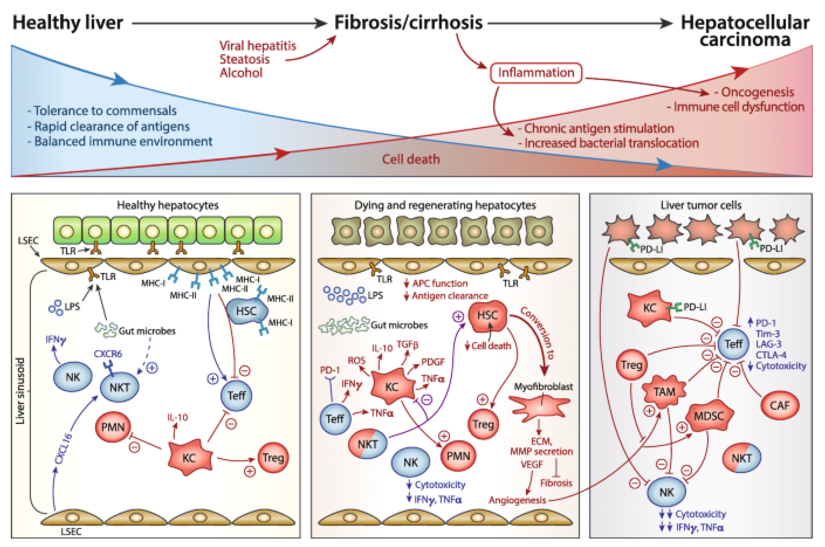 Immuno 03 00023 g002