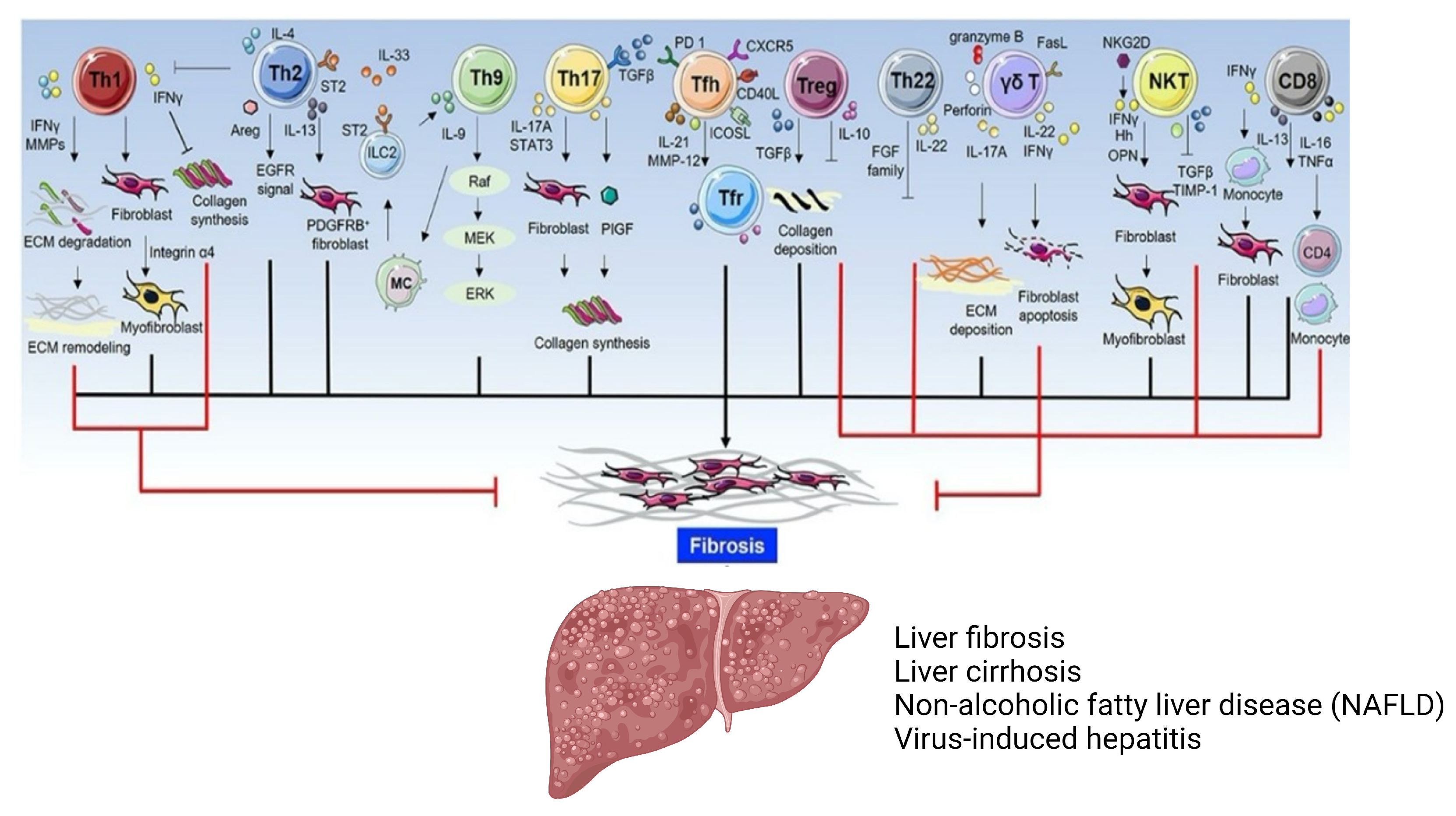 Immuno 03 00023 g003