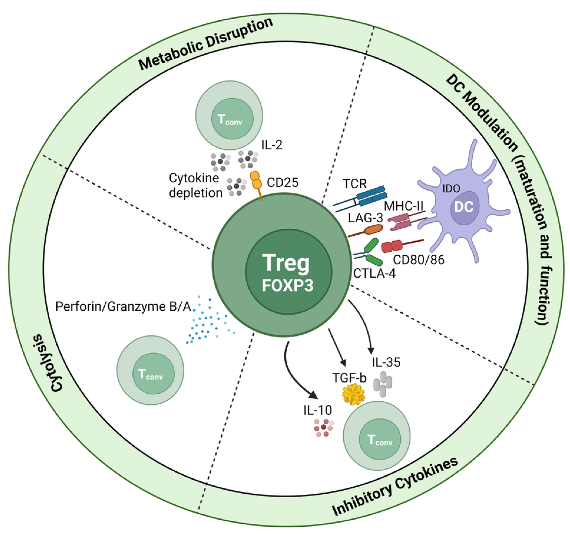 Immuno 03 00023 g004