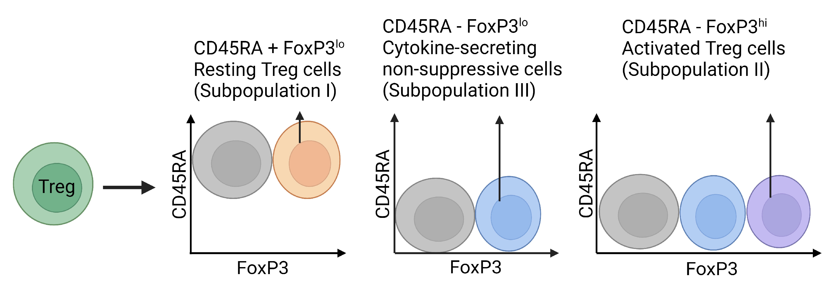 Immuno 03 00023 g005