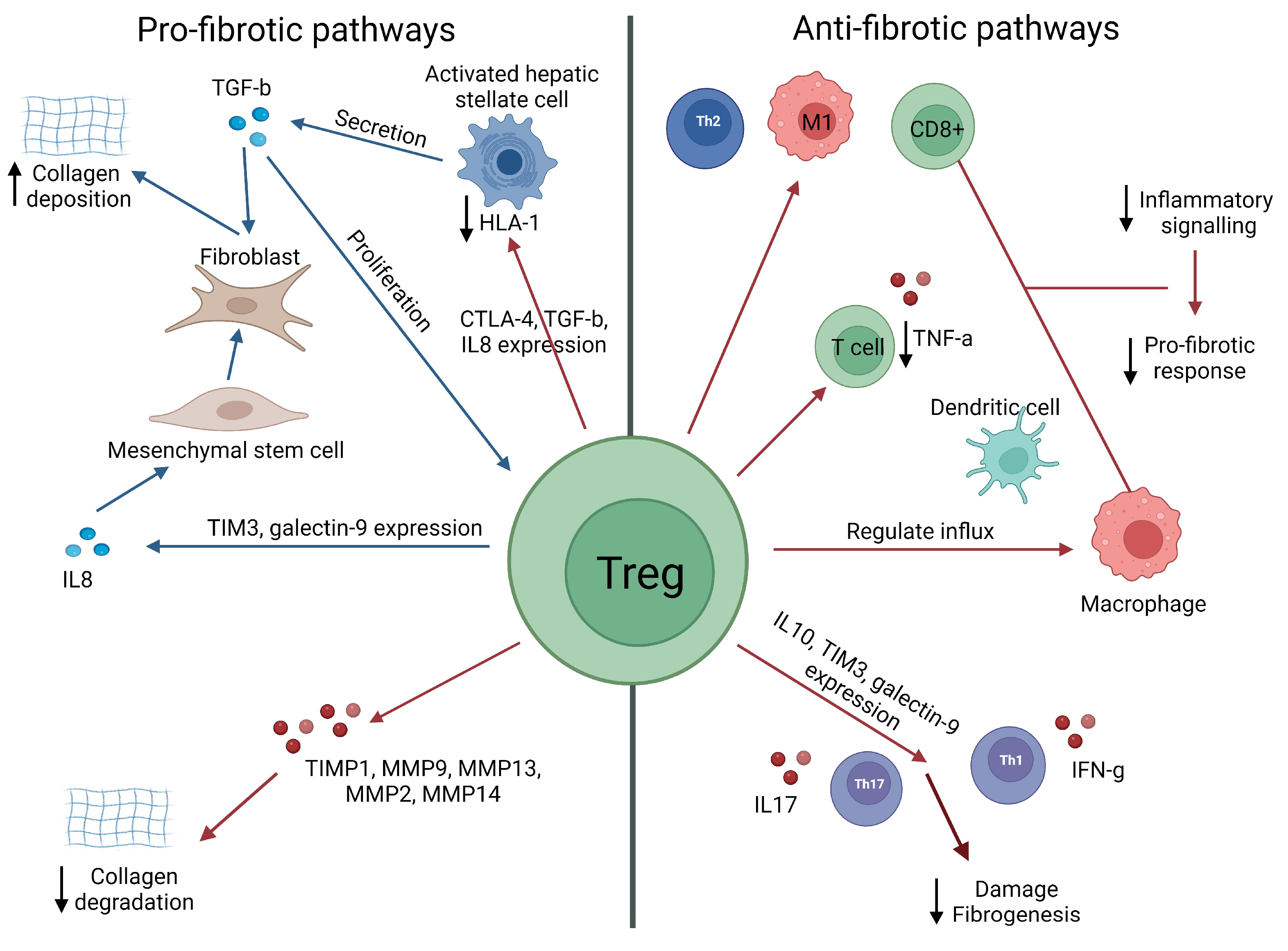 Immuno 03 00023 g006