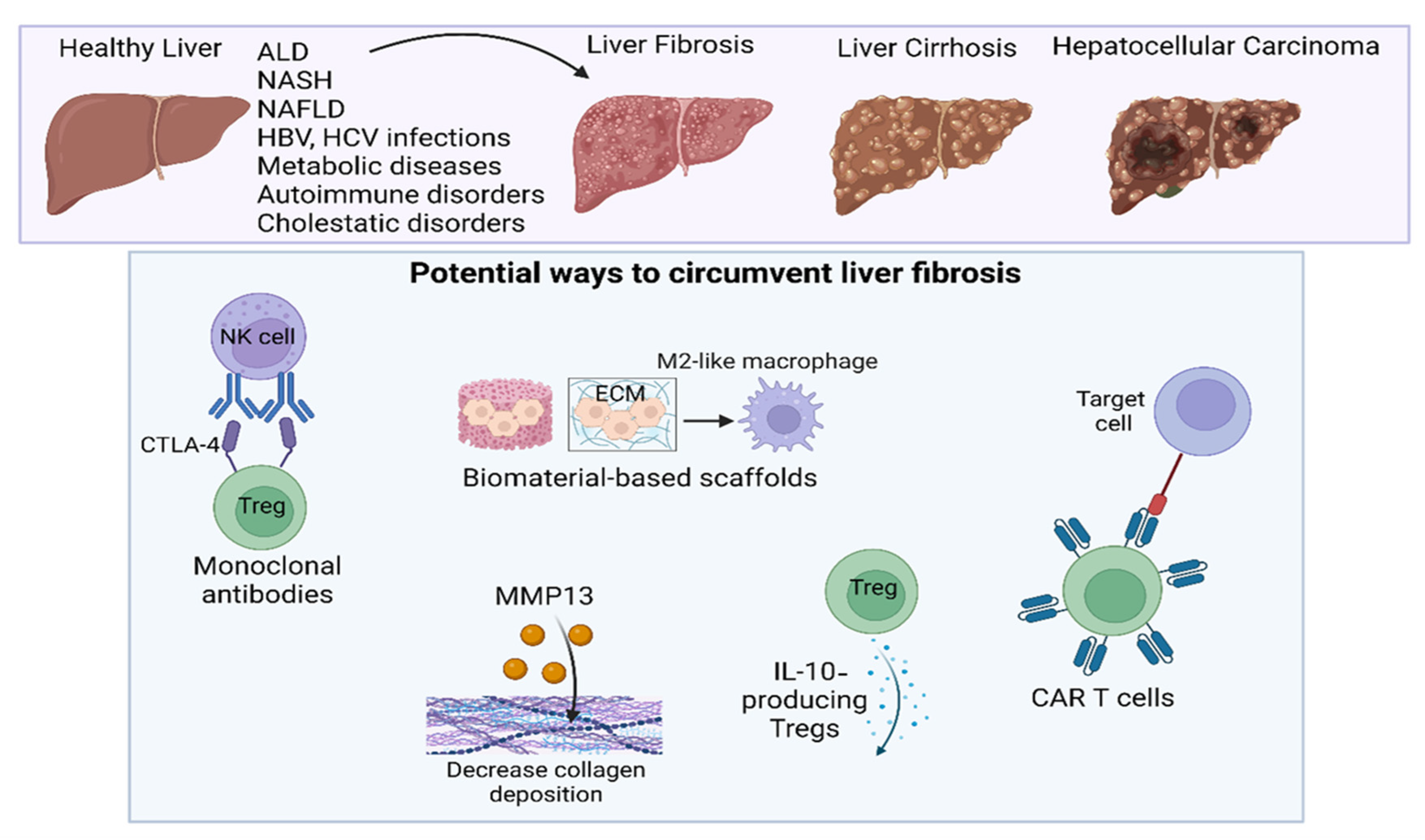 Immuno 03 00023 g007