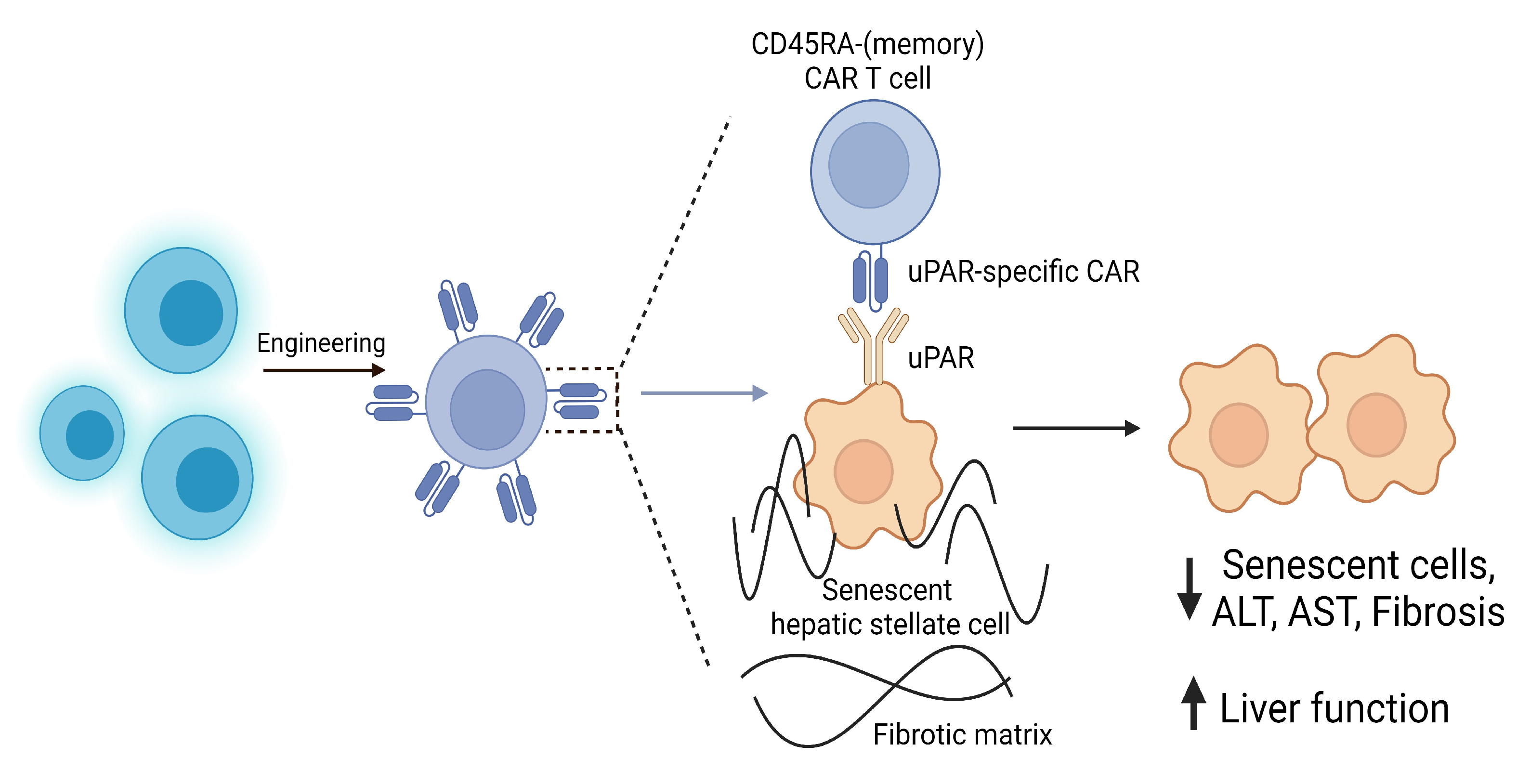 Immuno 03 00023 g008
