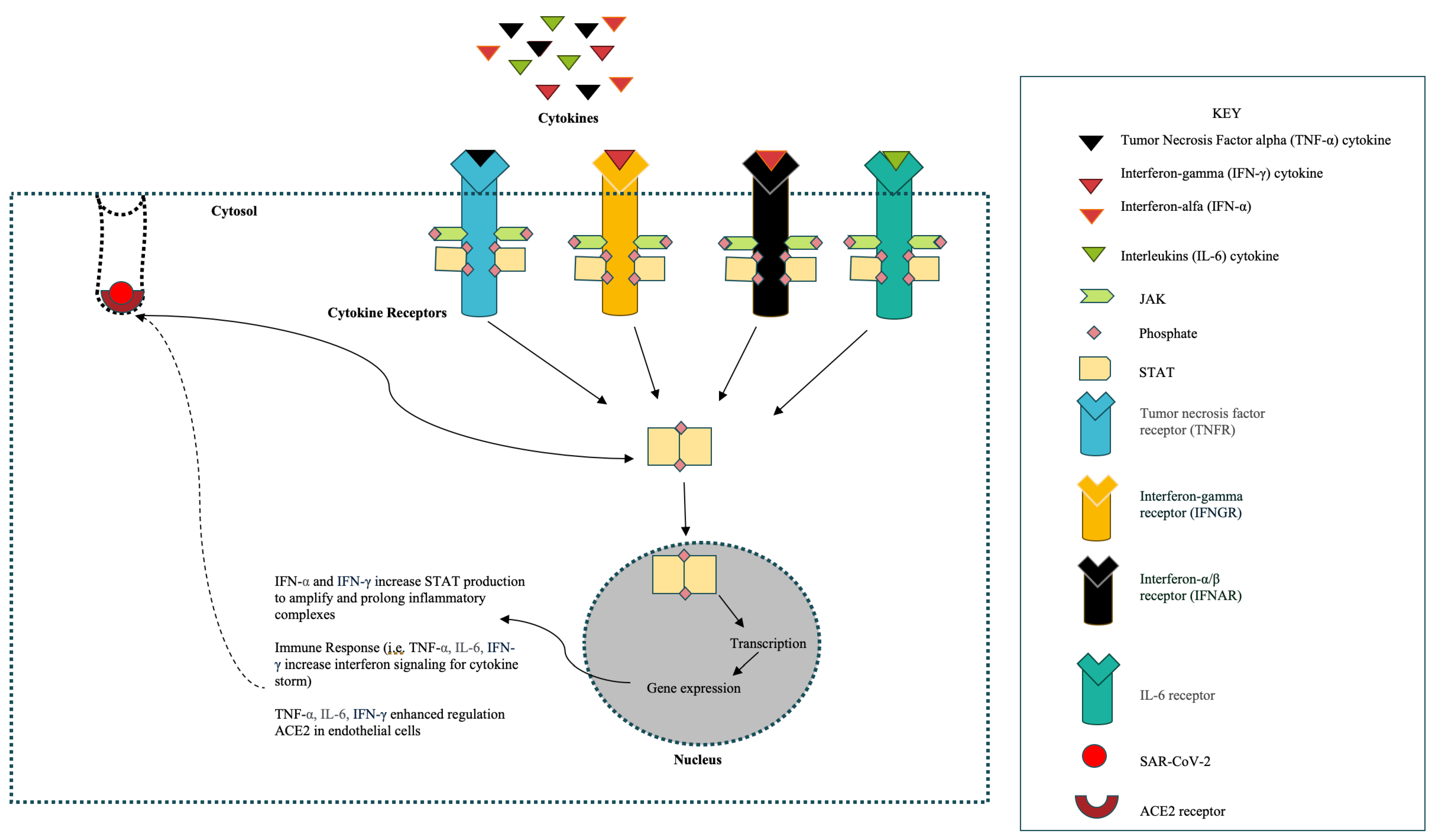 Immuno 04 00010 g002