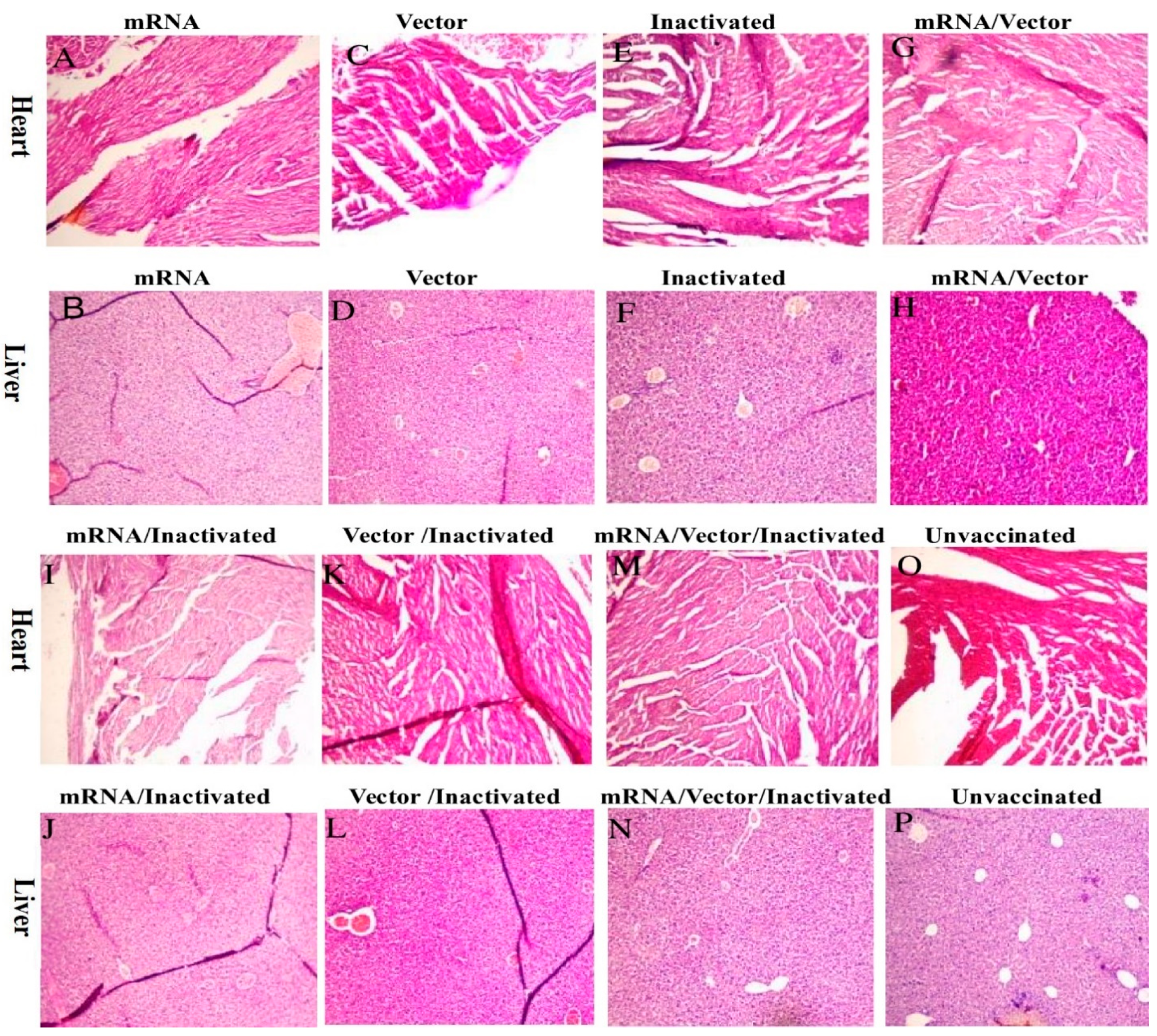 Immuno 04 00012 g003