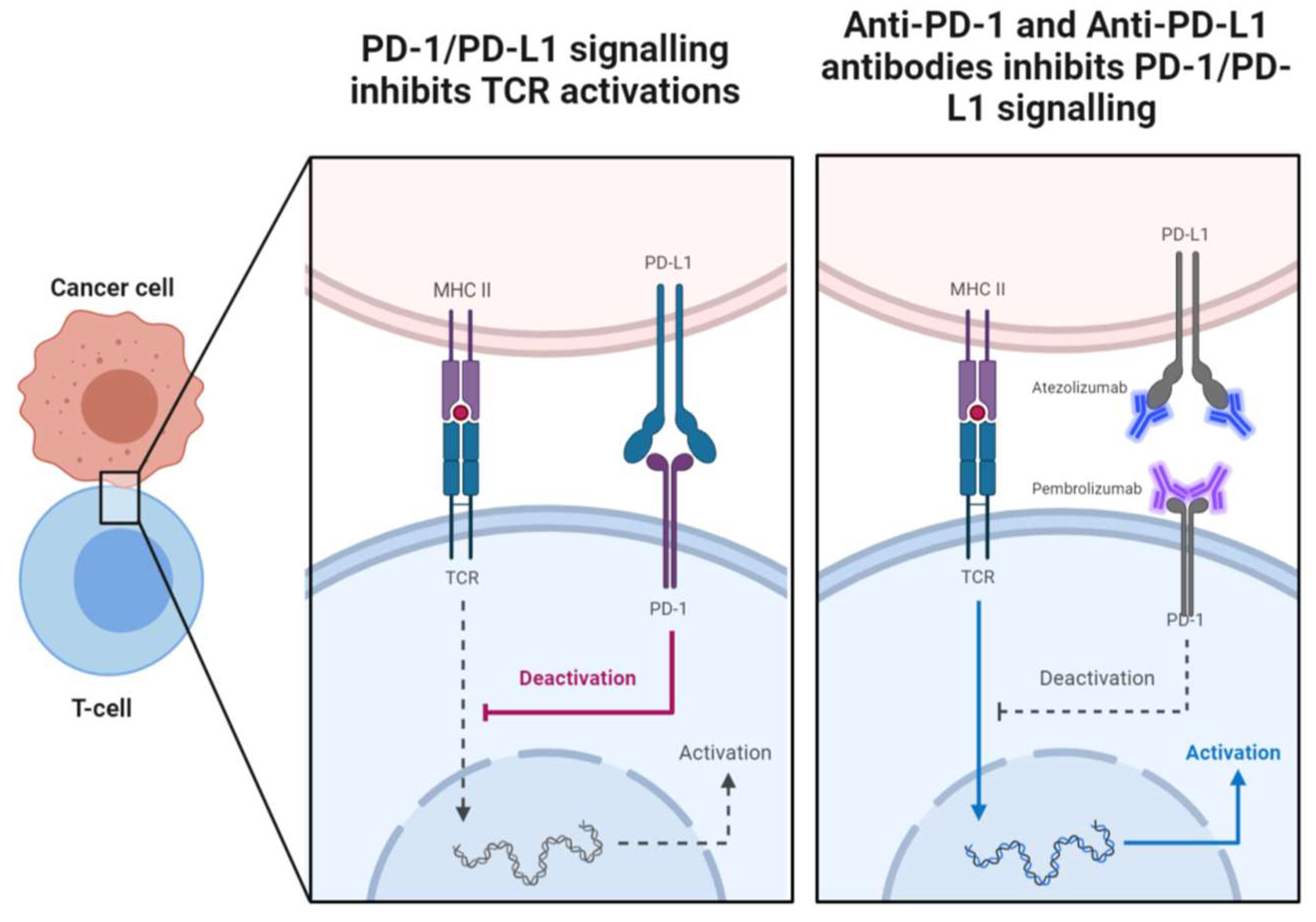 Immuno 04 00013 g003