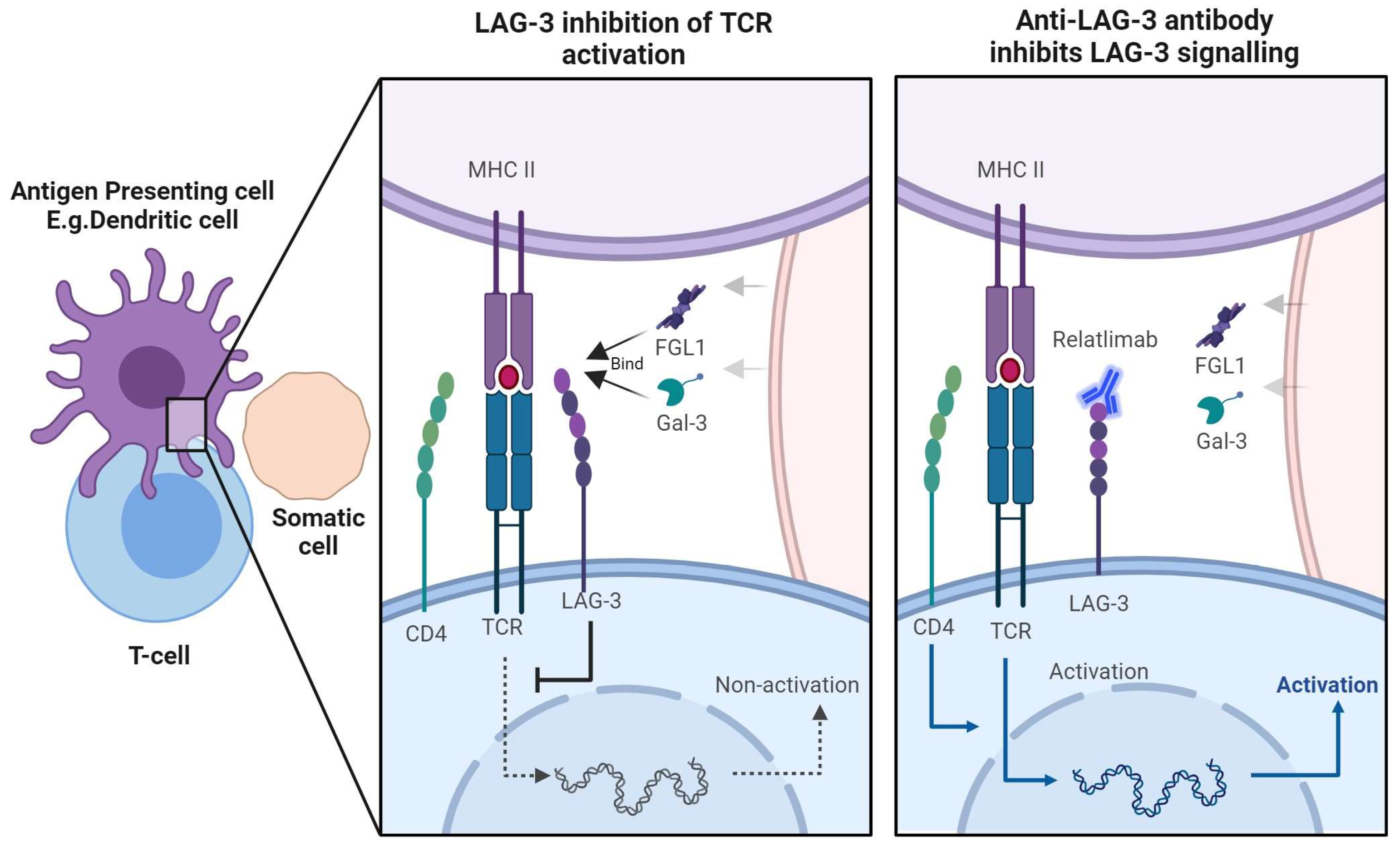 Immuno 04 00013 g004