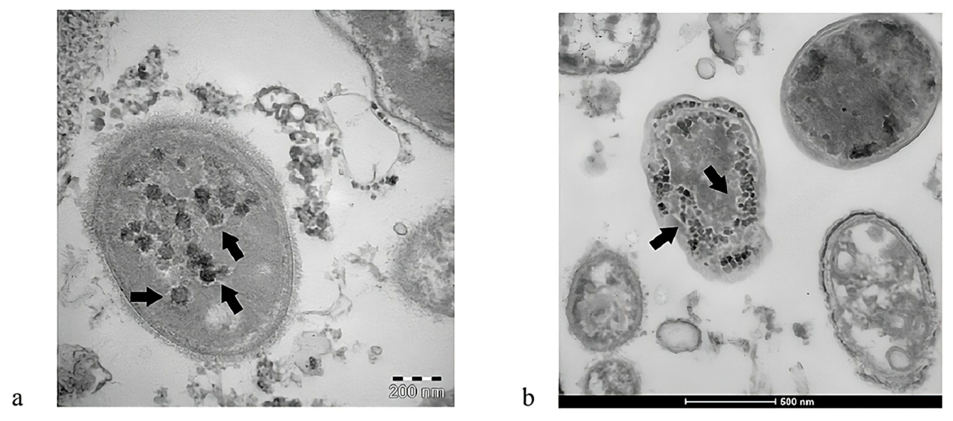 Immuno 04 00015 g002 Immuno 04 00015 g002