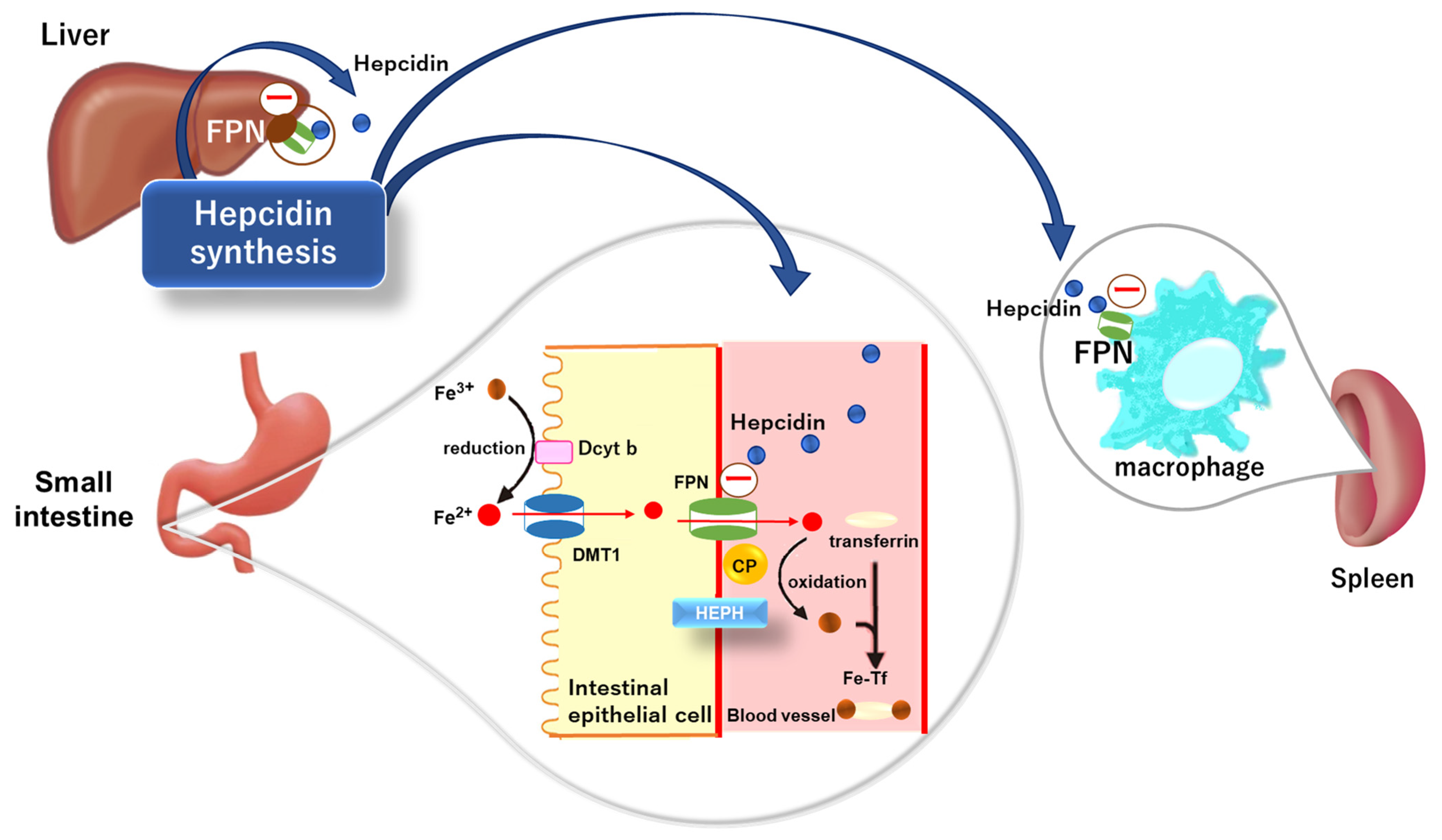 Immuno 04 00017 g001