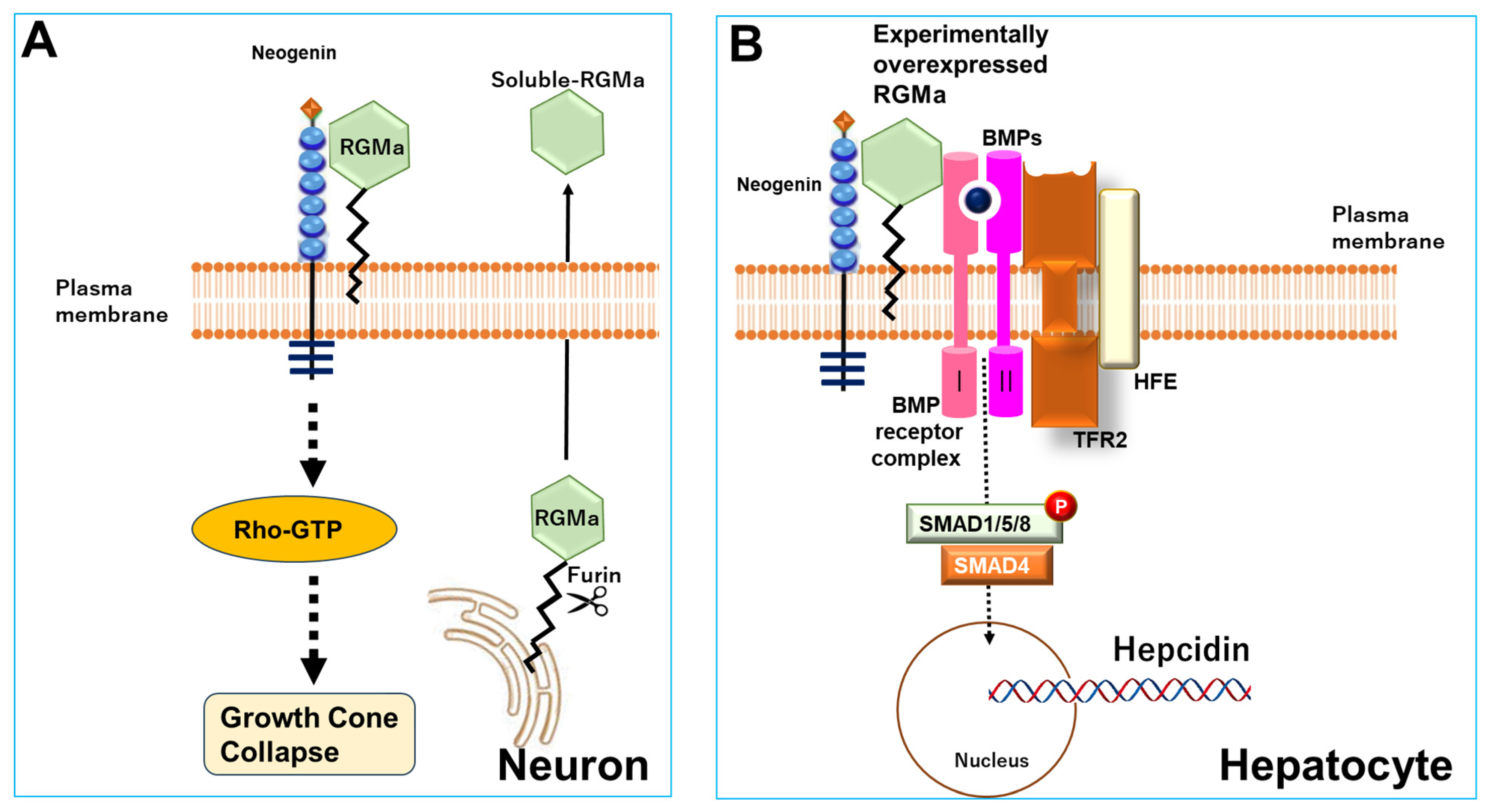 Immuno 04 00017 g004