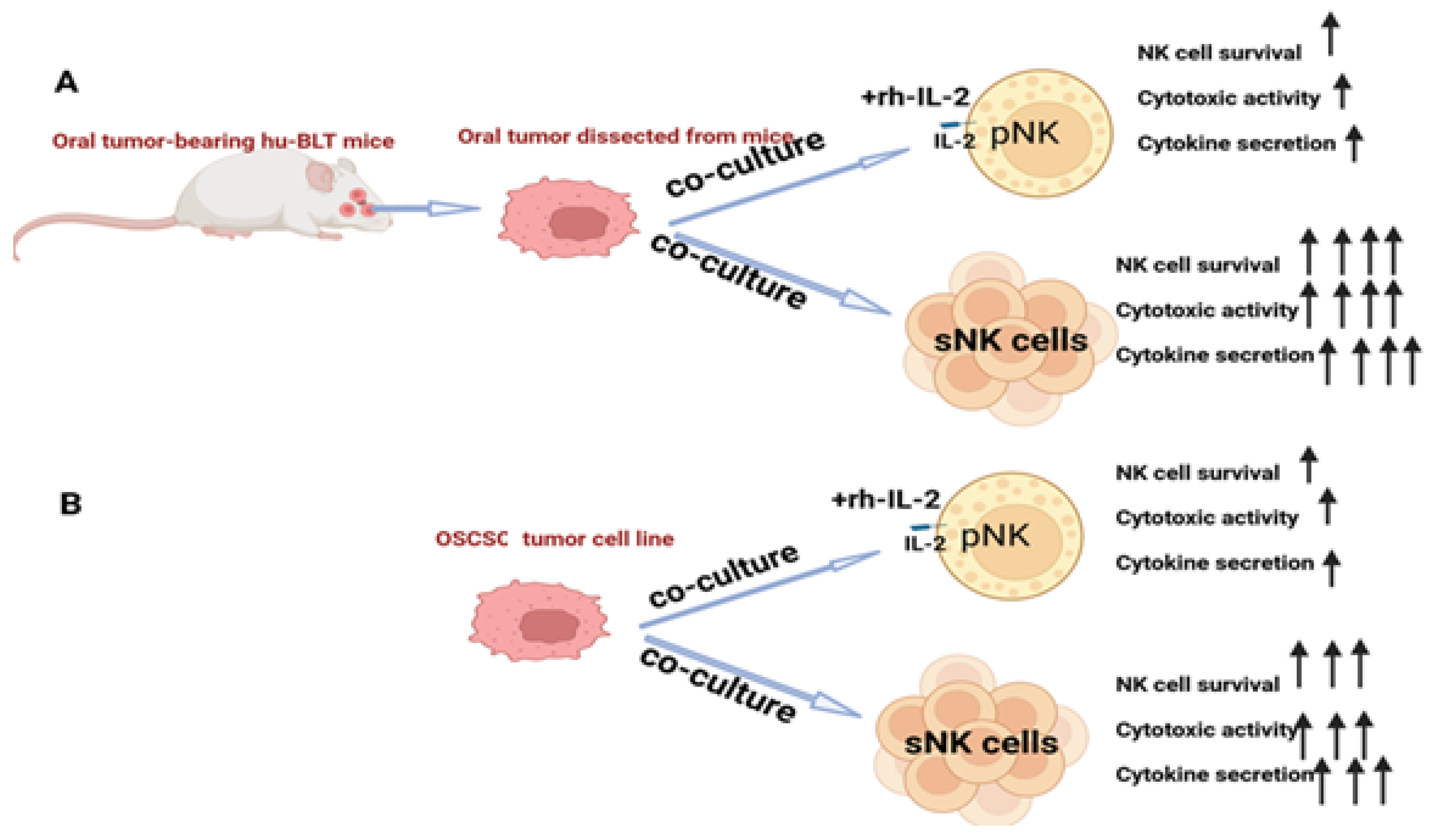 Immuno 05 00008 g002