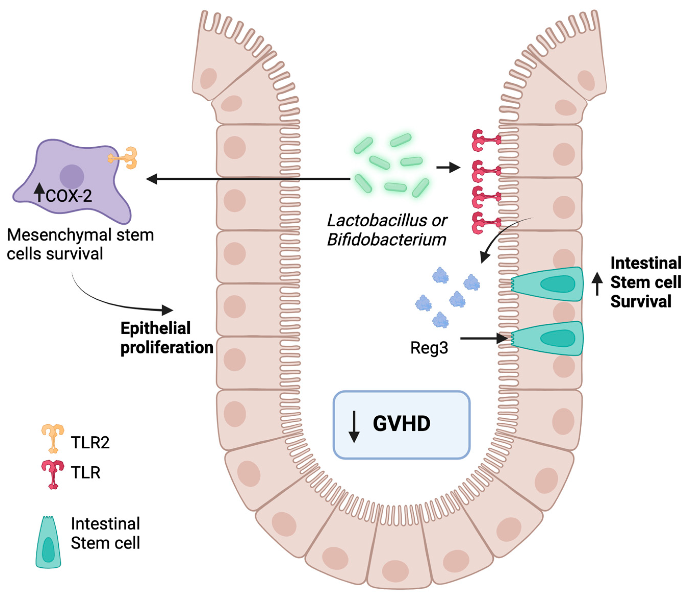 Immuno 05 00010 g002 Immuno 05 00010 g002