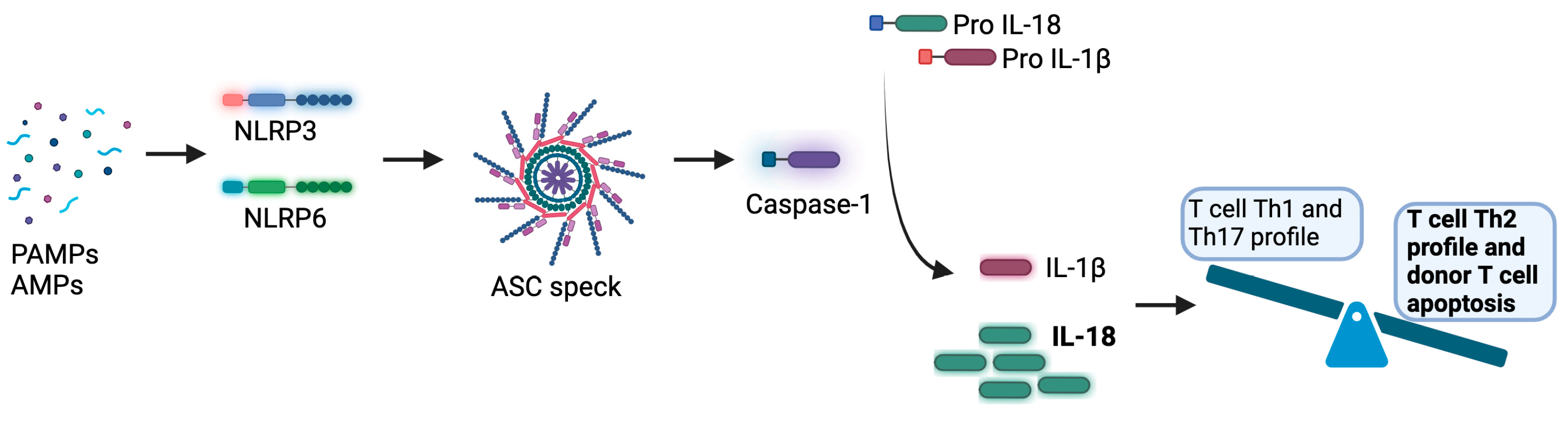 Immuno 05 00010 g003 Immuno 05 00010 g003