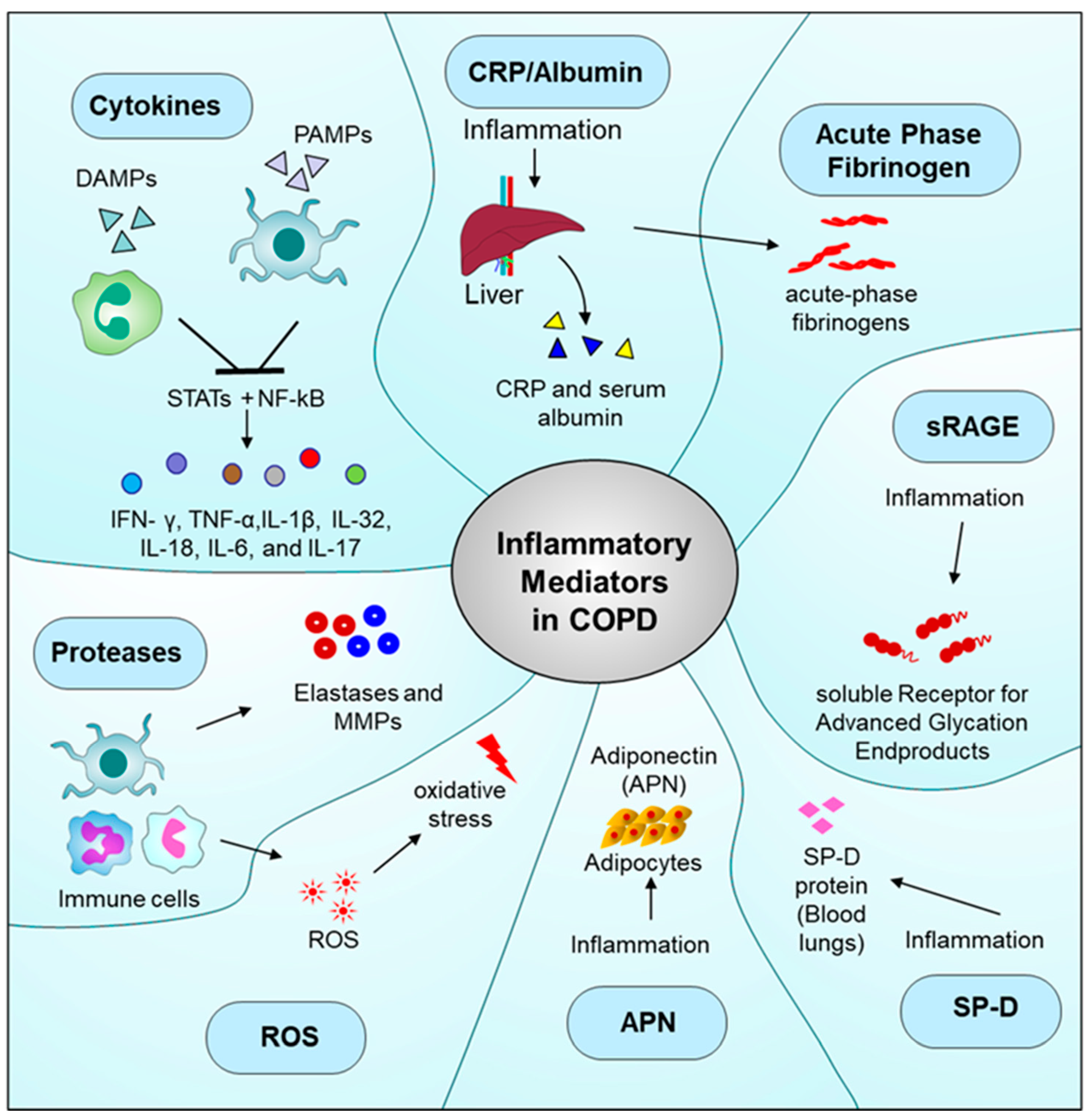 Immuno 05 00013 g003 Immuno 05 00013 g003