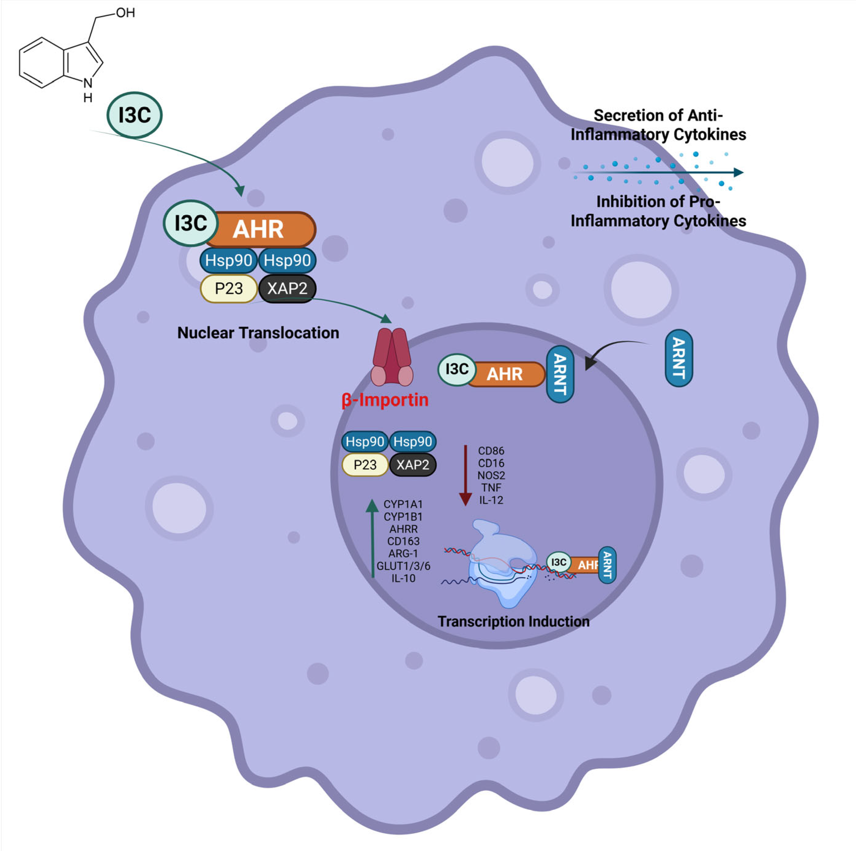Immuno 05 00015 g007