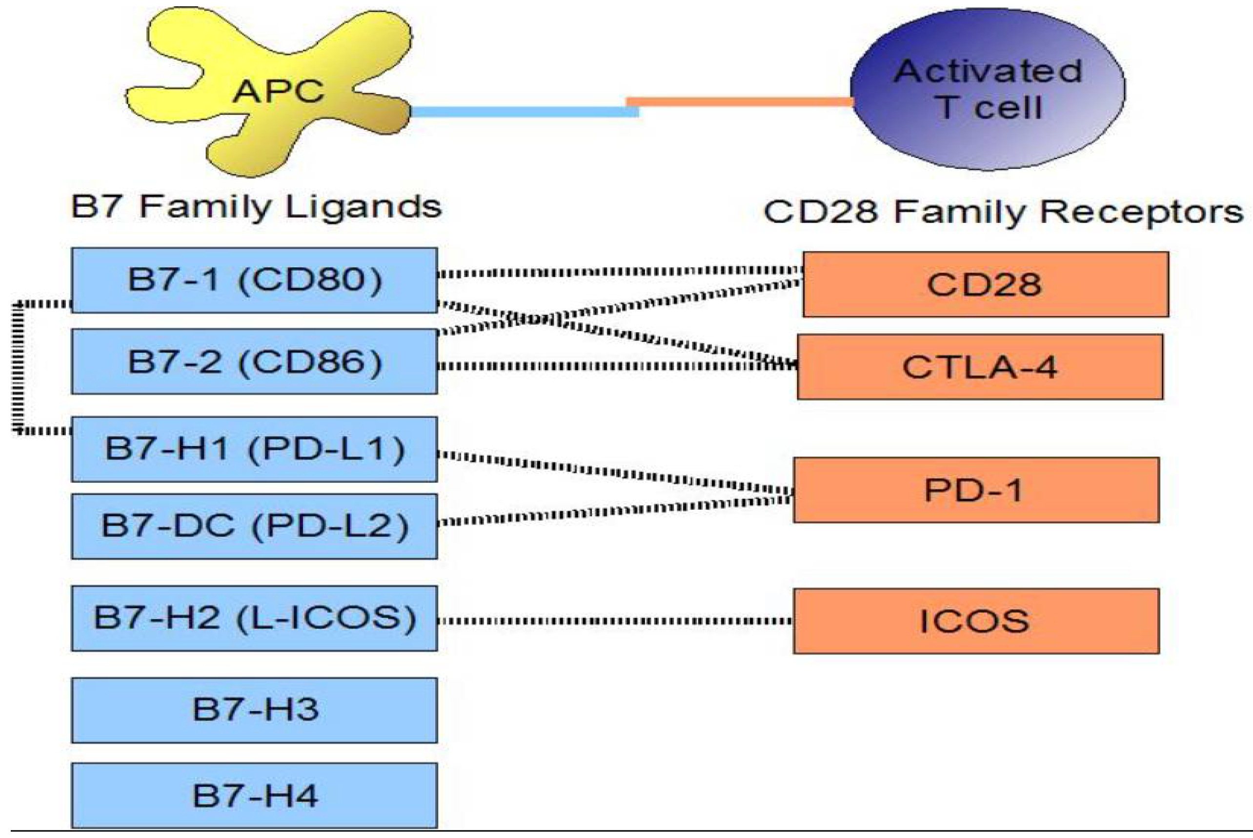 Immuno 05 00032 g001