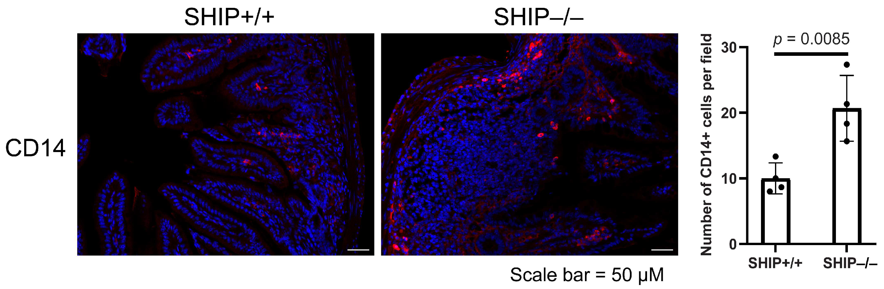 Immuno 05 00037 g005 Immuno 05 00037 g005