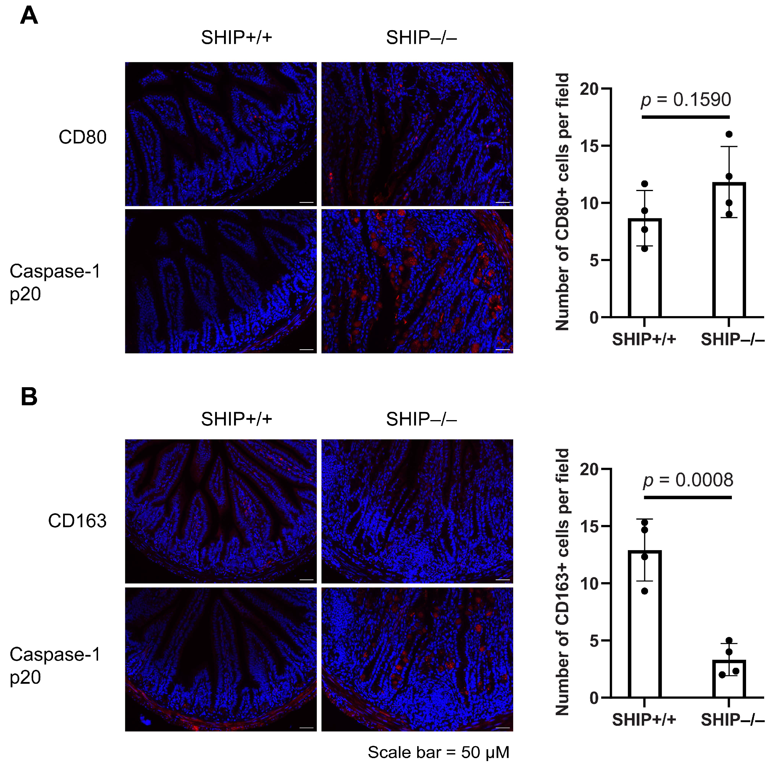 Immuno 05 00037 g006 Immuno 05 00037 g006