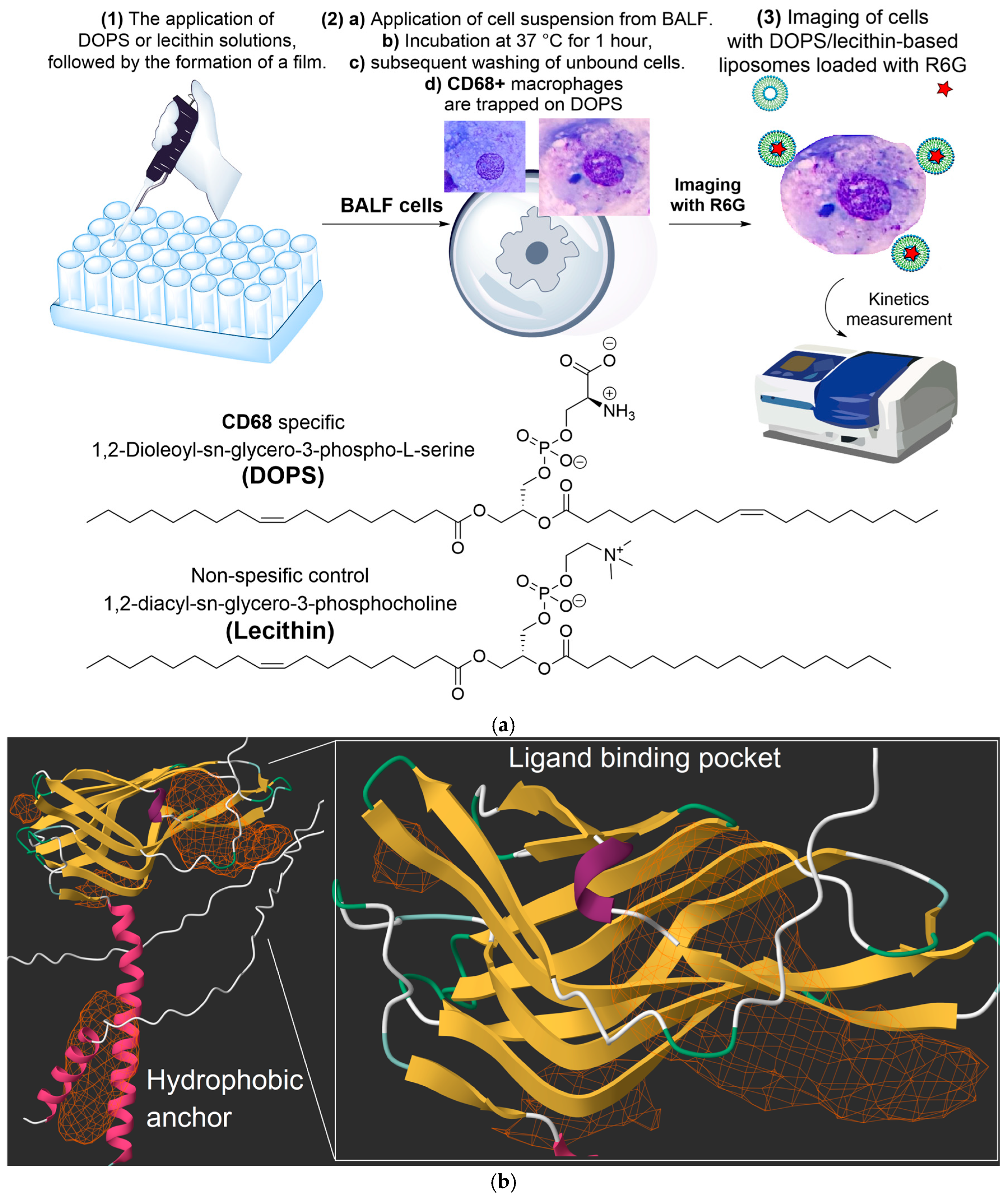 Immuno 05 00043 g001 Immuno 05 00043 g001